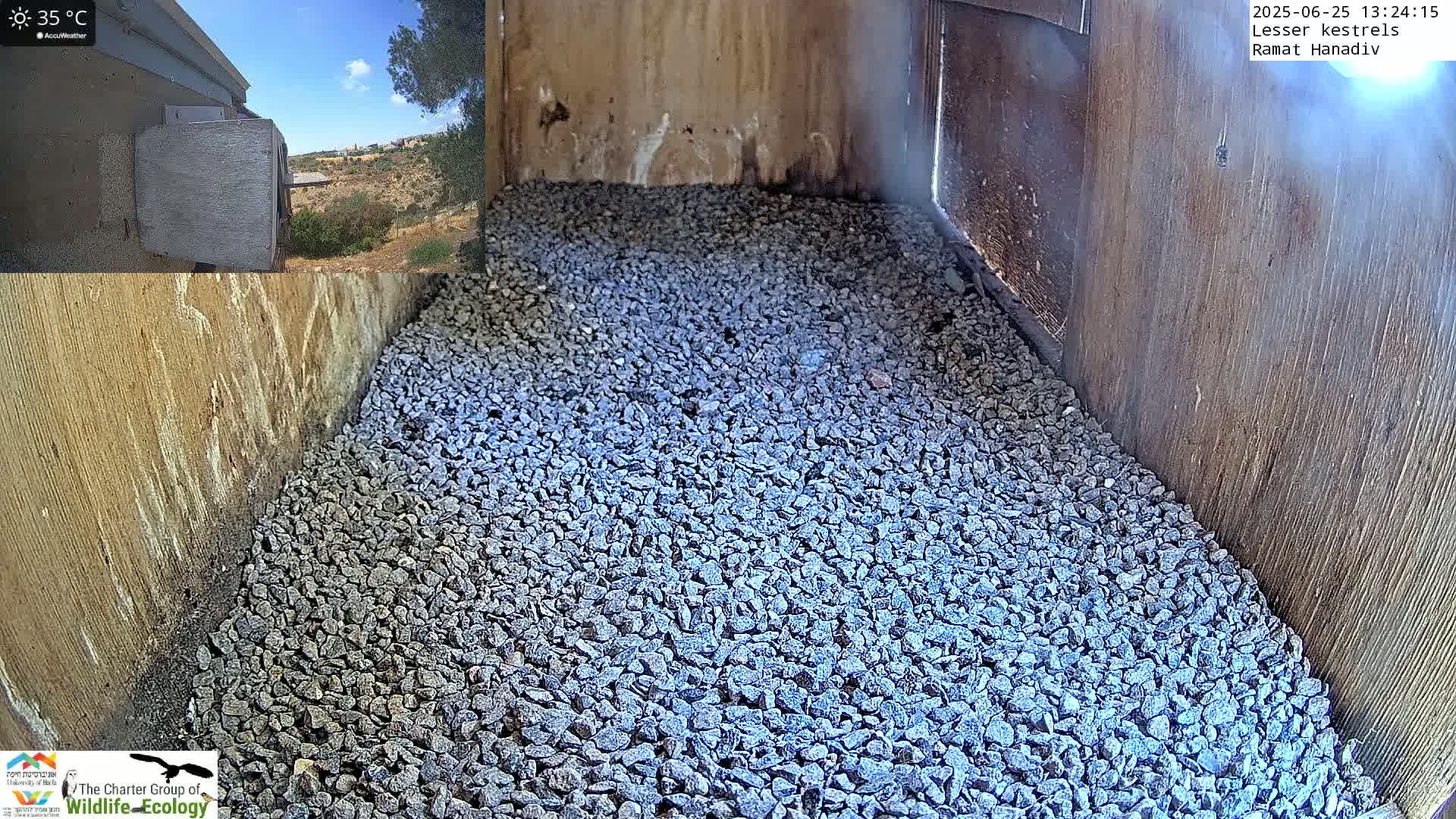 Ramat Hanadiv Plateau & Lesser Kestrel Feeding Live Cam - Ramat Hanadiv, Zikhron Ya'akov, Haifa, Israel