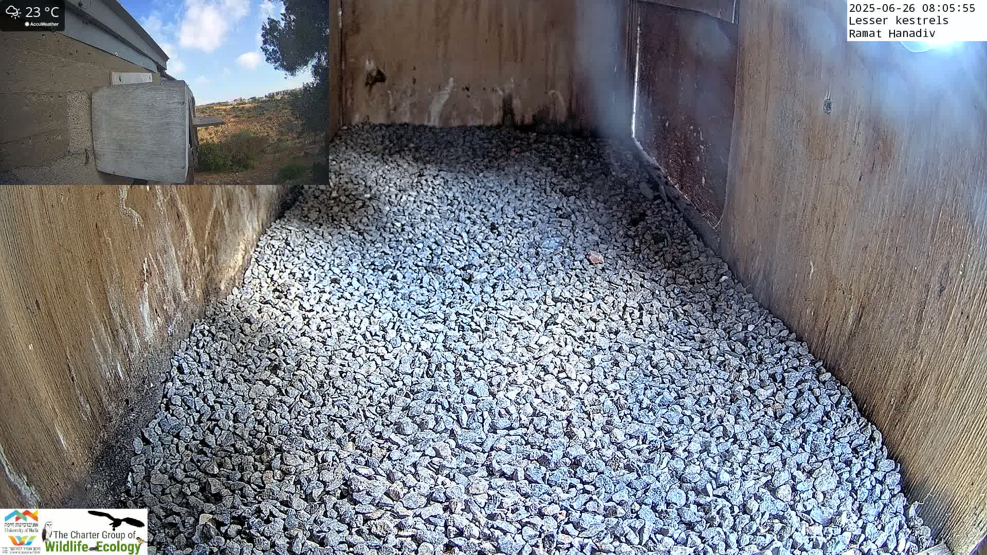 Ramat Hanadiv Plateau & Lesser Kestrel Feeding Live Cam - Ramat Hanadiv, Zikhron Ya'akov, Haifa, Israel