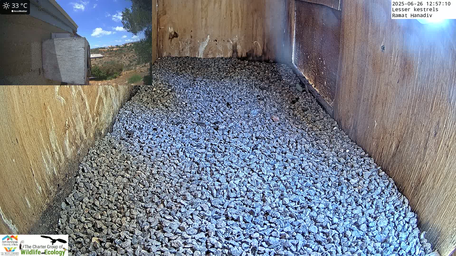 Ramat Hanadiv Plateau & Lesser Kestrel Feeding Live Cam - Ramat Hanadiv, Zikhron Ya'akov, Haifa, Israel