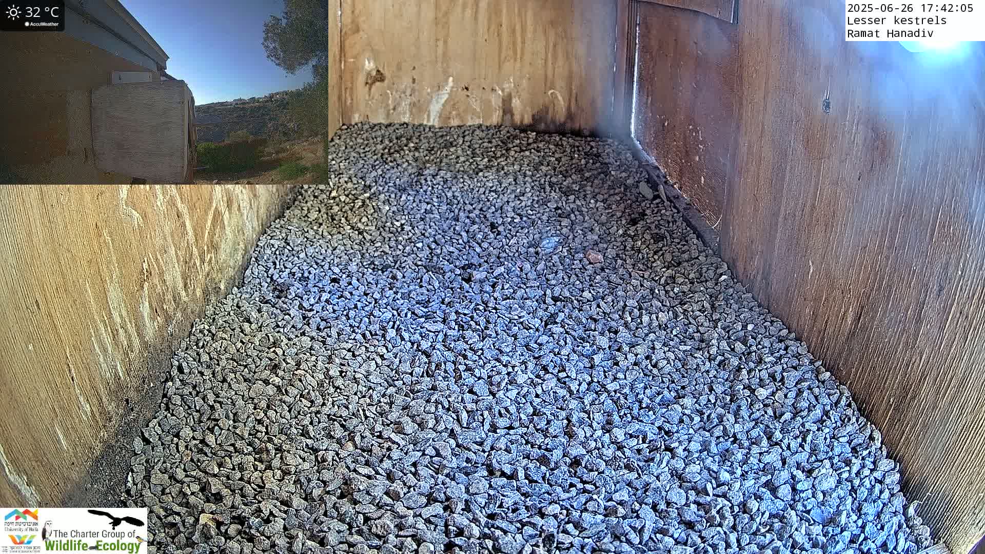 Ramat Hanadiv Plateau & Lesser Kestrel Feeding Live Cam - Ramat Hanadiv, Zikhron Ya'akov, Haifa, Israel