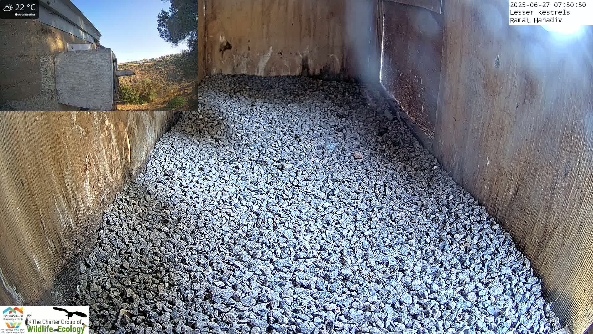 Ramat Hanadiv Plateau & Lesser Kestrel Feeding Live Cam - Ramat Hanadiv, Zikhron Ya'akov, Haifa, Israel