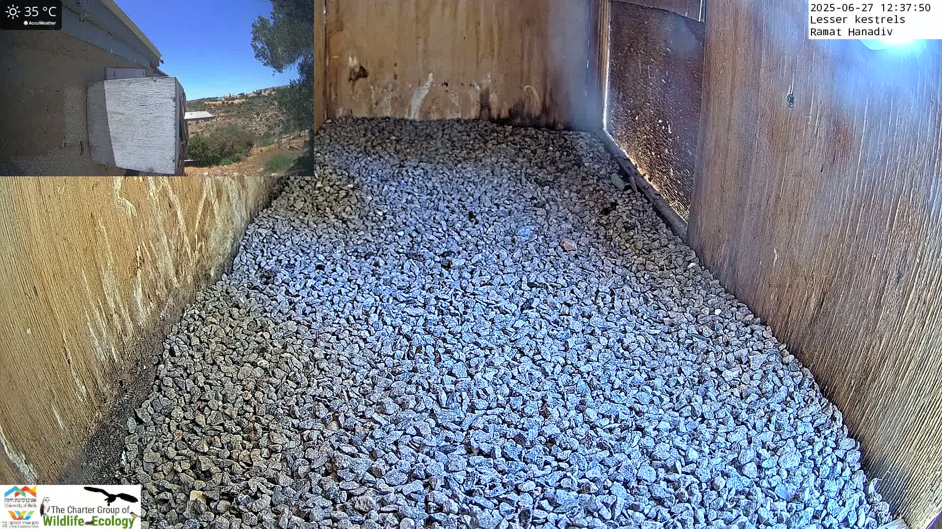 Ramat Hanadiv Plateau & Lesser Kestrel Feeding Live Cam - Ramat Hanadiv, Zikhron Ya'akov, Haifa, Israel