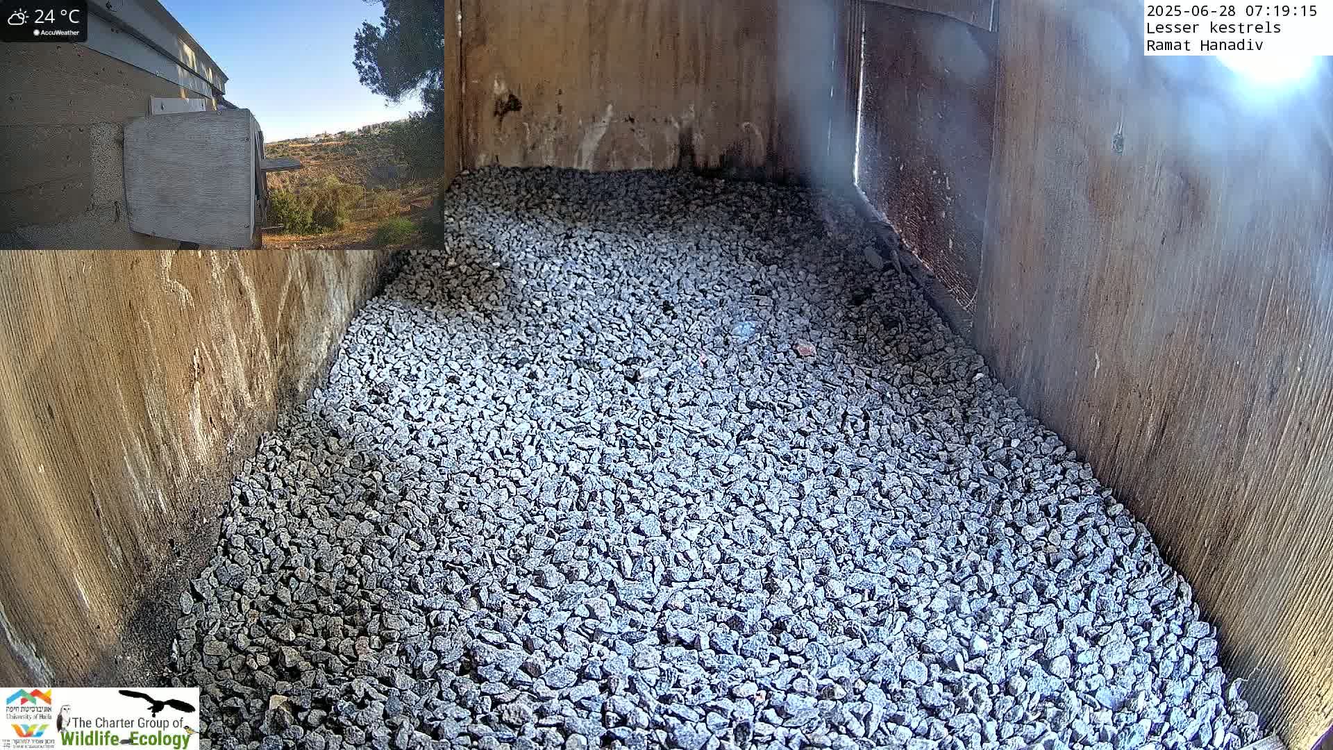 Ramat Hanadiv Plateau & Lesser Kestrel Feeding Live Cam - Ramat Hanadiv, Zikhron Ya'akov, Haifa, Israel