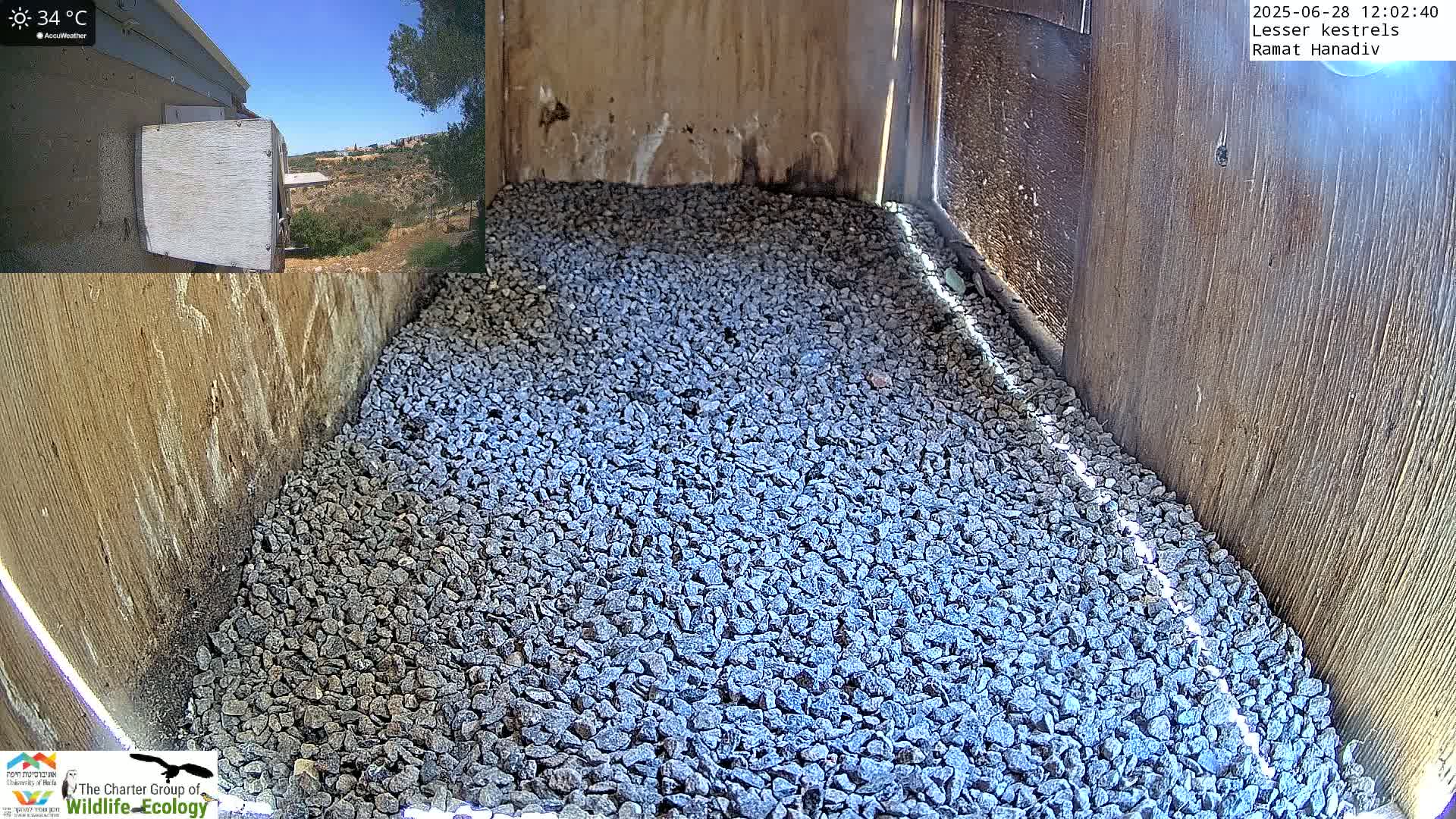 Ramat Hanadiv Plateau & Lesser Kestrel Feeding Live Cam - Ramat Hanadiv, Zikhron Ya'akov, Haifa, Israel
