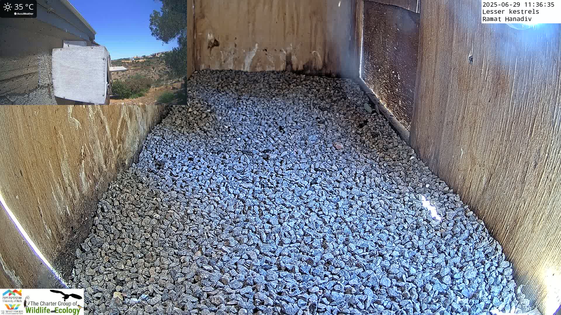 Ramat Hanadiv Plateau & Lesser Kestrel Feeding Live Cam - Ramat Hanadiv, Zikhron Ya'akov, Haifa, Israel