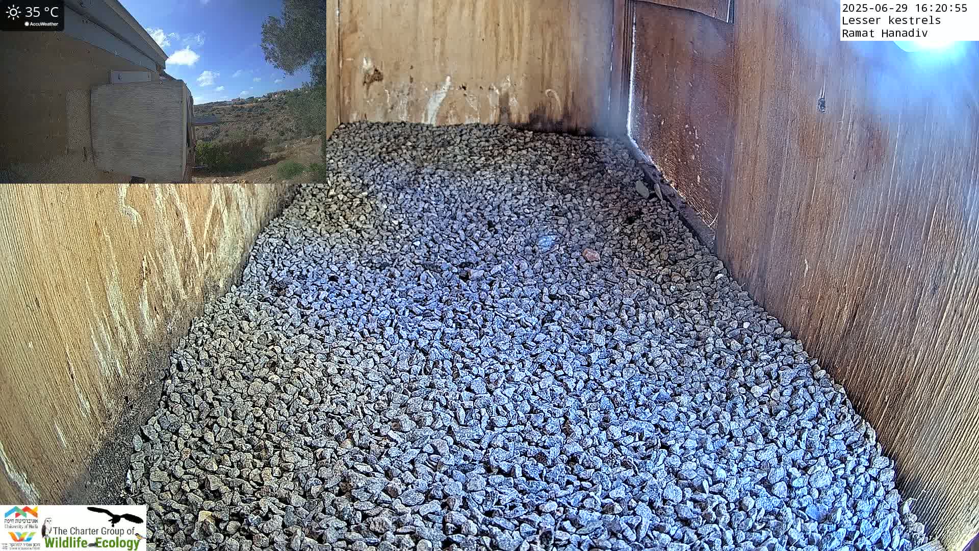 Ramat Hanadiv Plateau & Lesser Kestrel Feeding Live Cam - Ramat Hanadiv, Zikhron Ya'akov, Haifa, Israel
