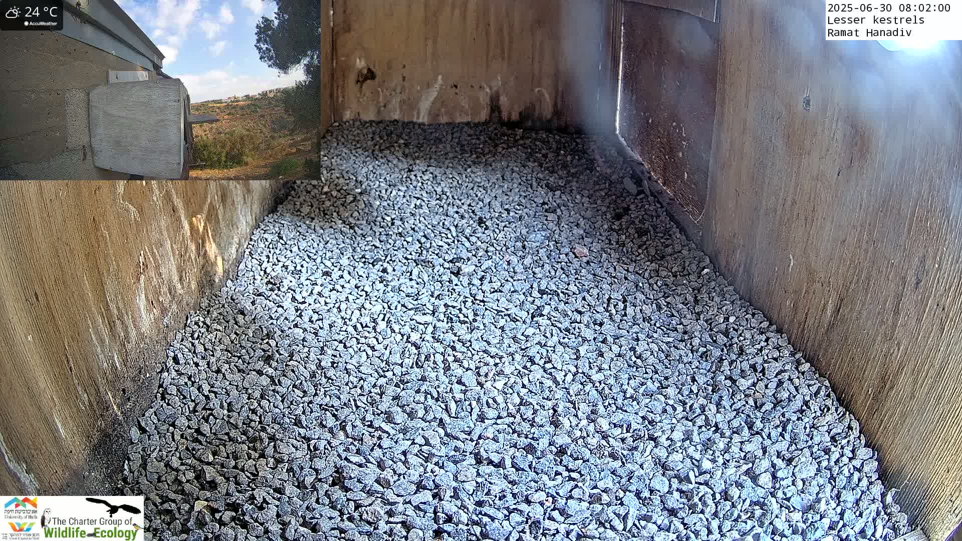 Ramat Hanadiv Plateau & Lesser Kestrel Feeding Live Cam - Ramat Hanadiv, Zikhron Ya'akov, Haifa, Israel