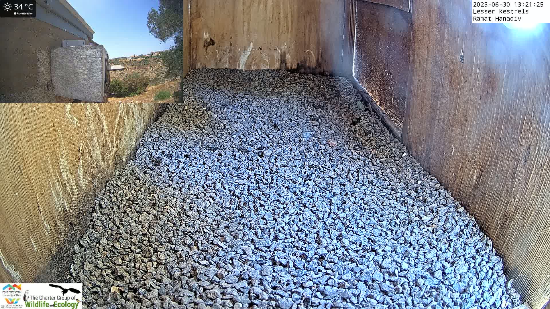 Ramat Hanadiv Plateau & Lesser Kestrel Feeding Live Cam - Ramat Hanadiv, Zikhron Ya'akov, Haifa, Israel
