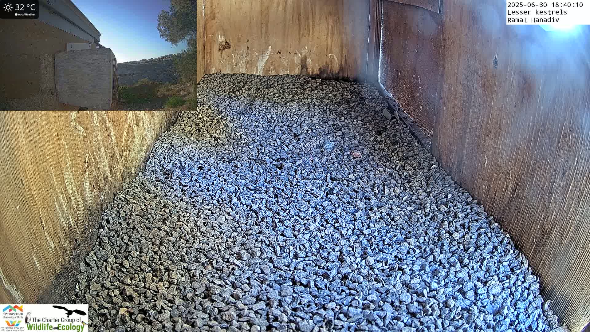 Ramat Hanadiv Plateau & Lesser Kestrel Feeding Live Cam - Ramat Hanadiv, Zikhron Ya'akov, Haifa, Israel