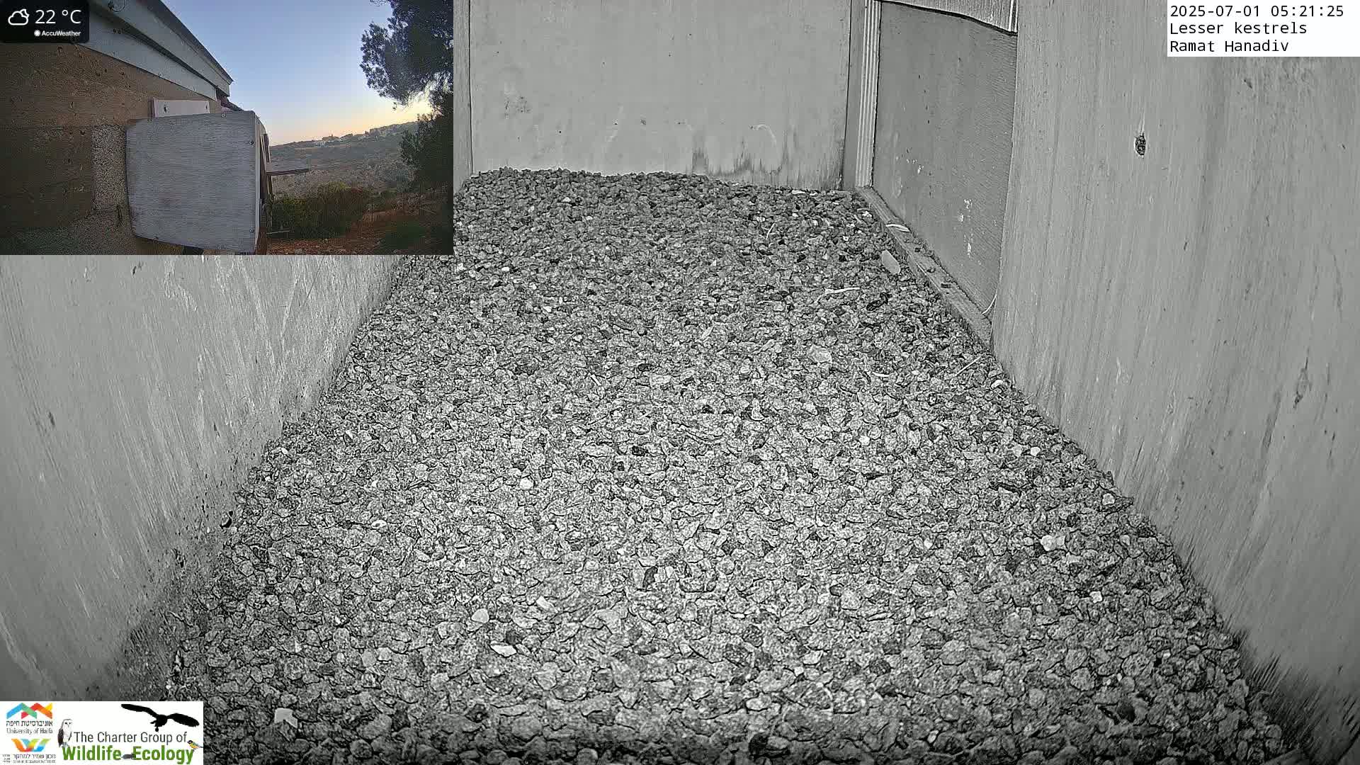 Ramat Hanadiv Plateau & Lesser Kestrel Feeding Live Cam - Ramat Hanadiv, Zikhron Ya'akov, Haifa, Israel