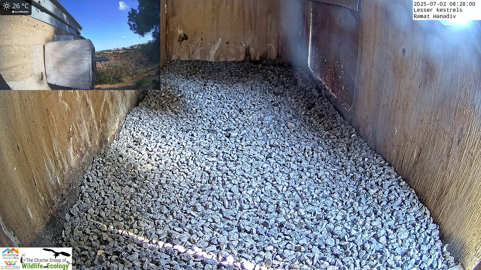Ramat Hanadiv Plateau & Lesser Kestrel Feeding Live Cam - Ramat Hanadiv, Zikhron Ya'akov, Haifa, Israel