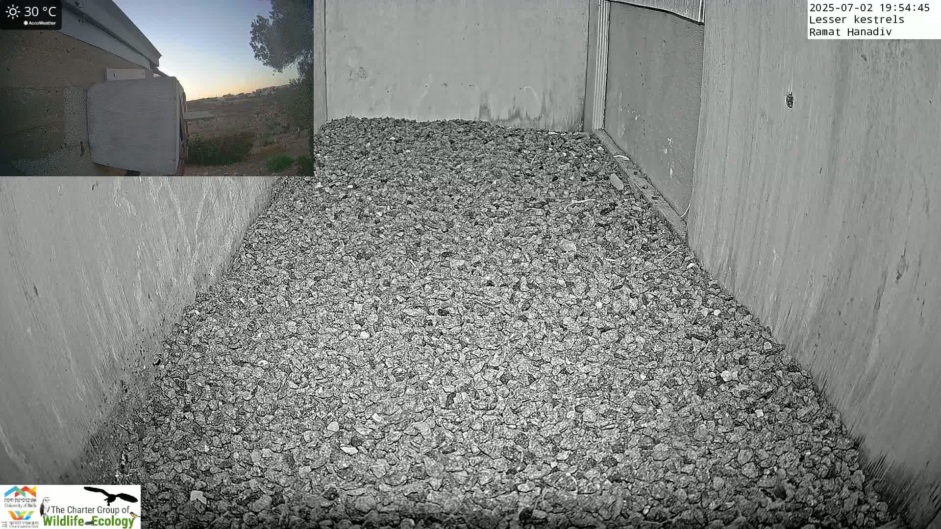 Ramat Hanadiv Plateau & Lesser Kestrel Feeding Live Cam - Ramat Hanadiv, Zikhron Ya'akov, Haifa, Israel