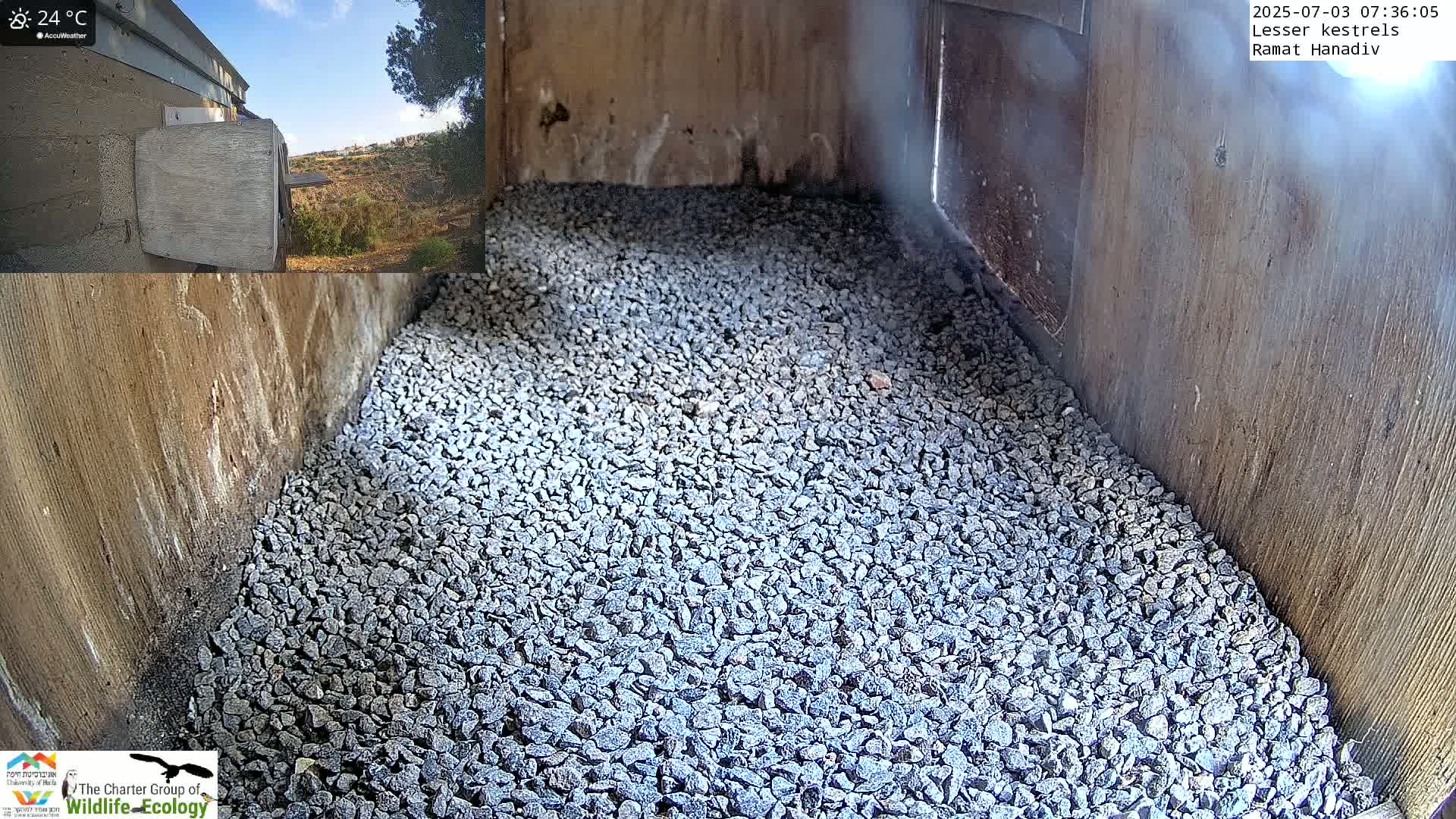 Ramat Hanadiv Plateau & Lesser Kestrel Feeding Live Cam - Ramat Hanadiv, Zikhron Ya'akov, Haifa, Israel