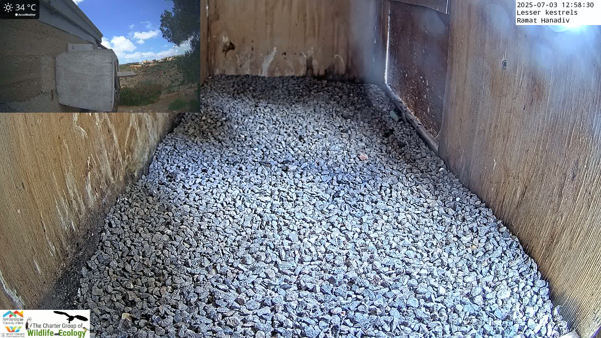 Ramat Hanadiv Plateau & Lesser Kestrel Feeding Live Cam - Ramat Hanadiv, Zikhron Ya'akov, Haifa, Israel