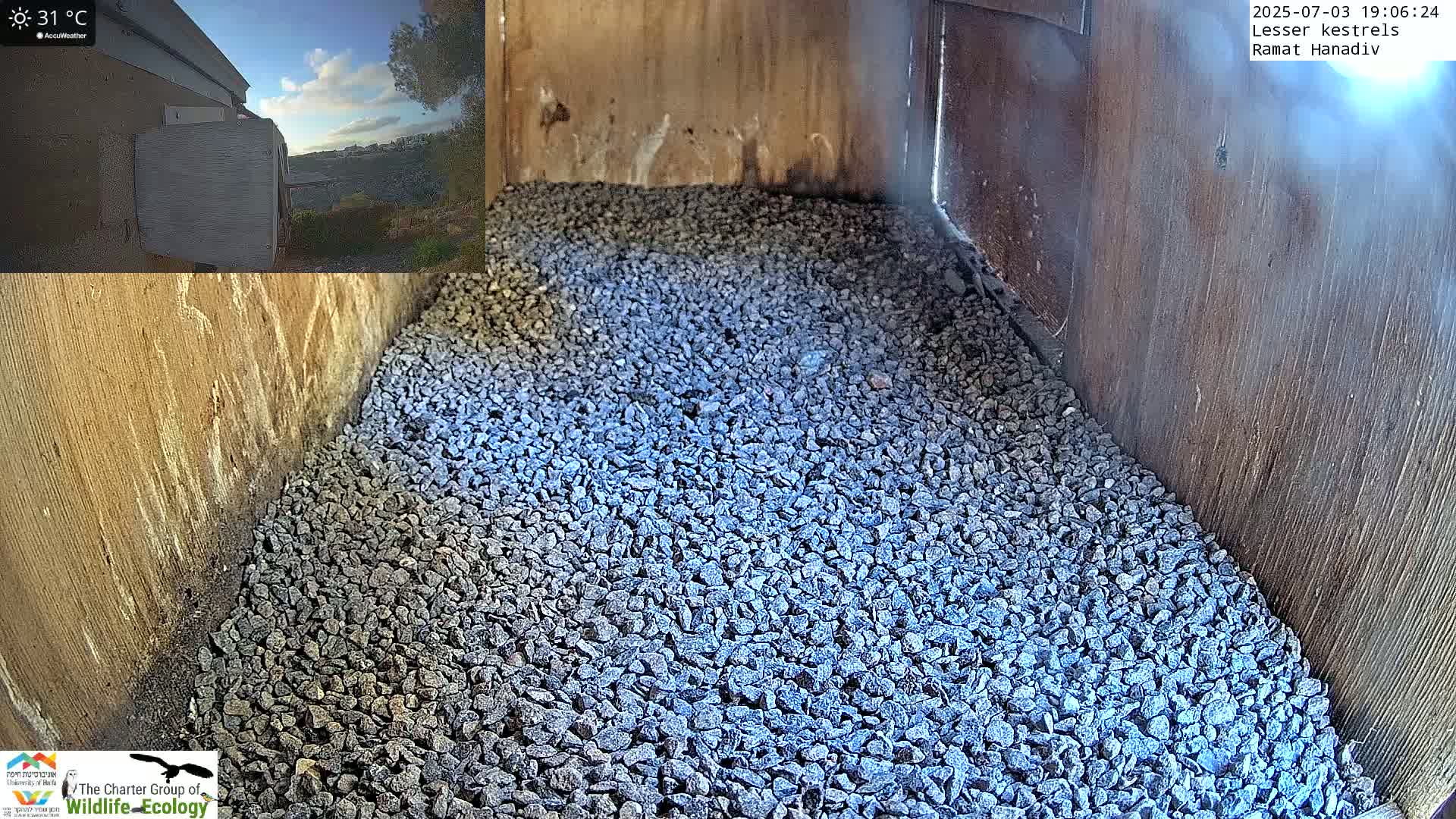 Ramat Hanadiv Plateau & Lesser Kestrel Feeding Live Cam - Ramat Hanadiv, Zikhron Ya'akov, Haifa, Israel