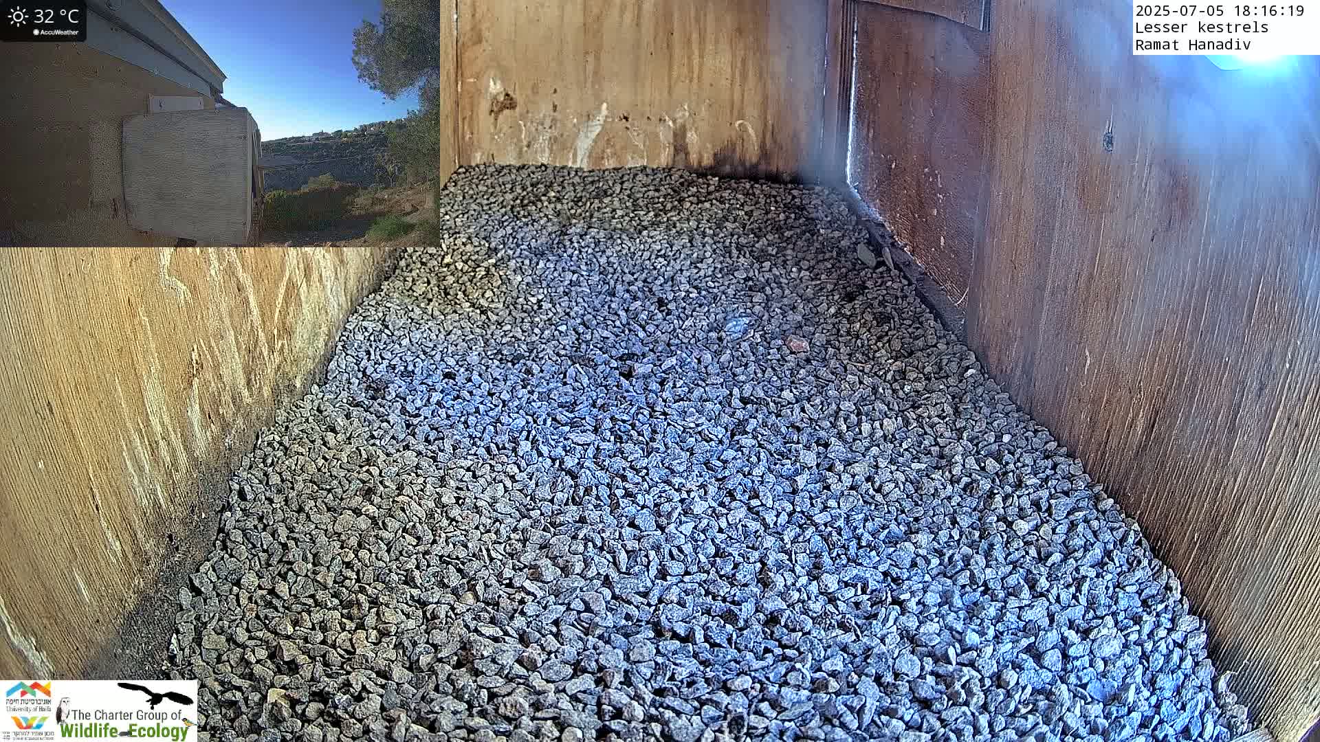 Ramat Hanadiv Plateau & Lesser Kestrel Feeding Live Cam - Ramat Hanadiv, Zikhron Ya'akov, Haifa, Israel