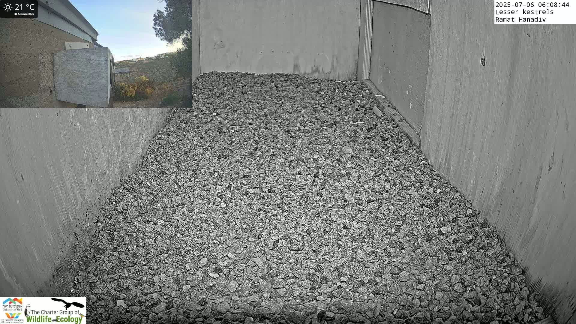 Ramat Hanadiv Plateau & Lesser Kestrel Feeding Live Cam - Ramat Hanadiv, Zikhron Ya'akov, Haifa, Israel