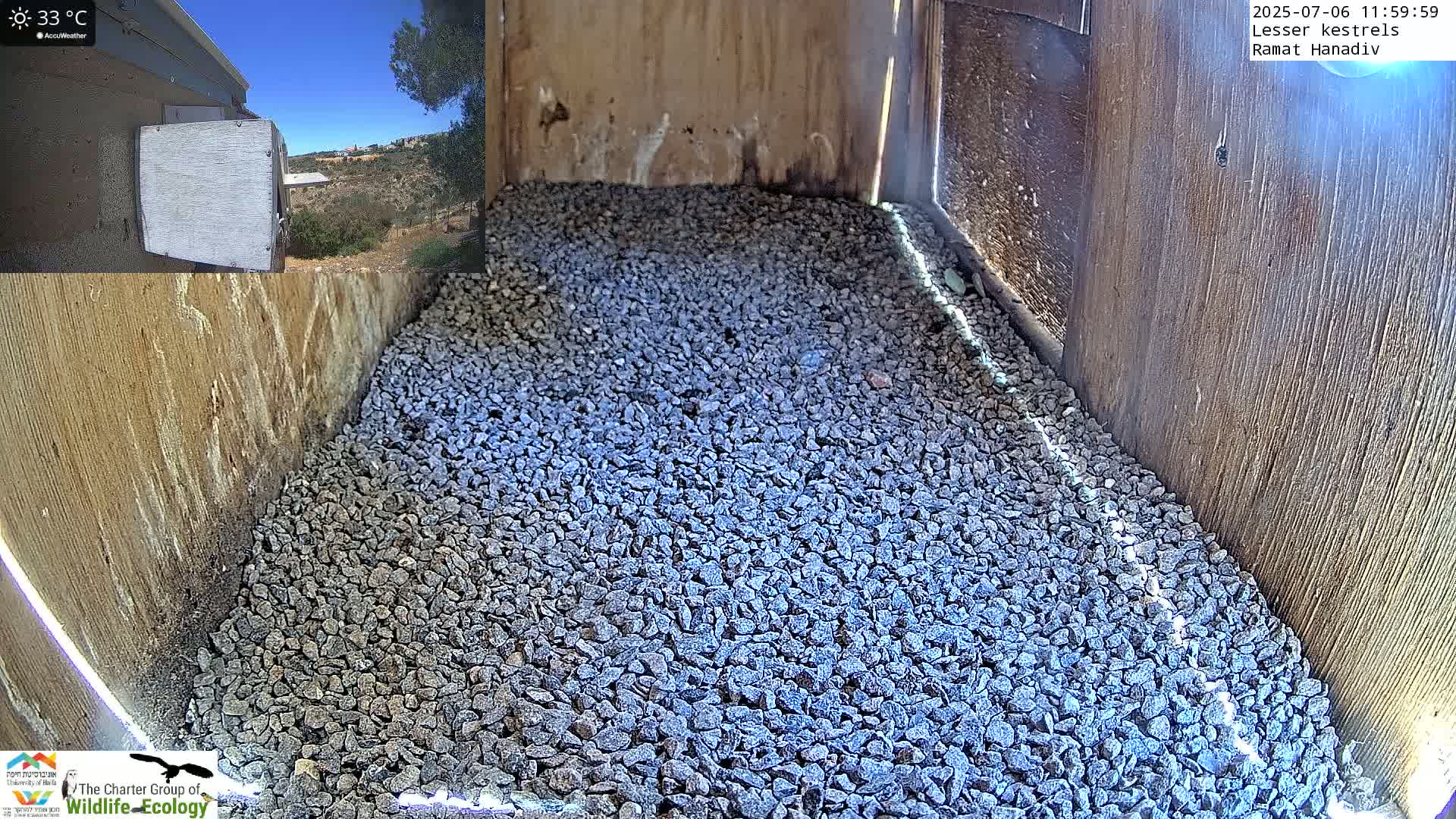 Ramat Hanadiv Plateau & Lesser Kestrel Feeding Live Cam - Ramat Hanadiv, Zikhron Ya'akov, Haifa, Israel