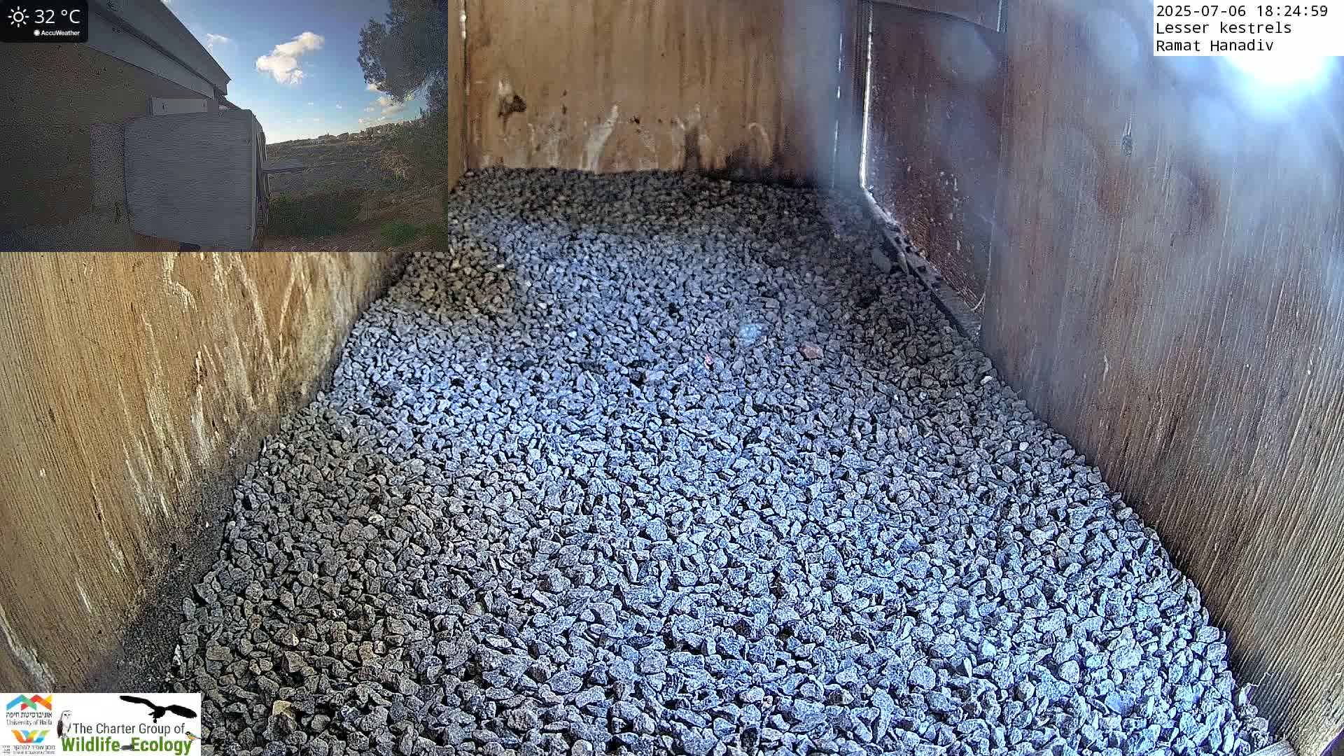 Ramat Hanadiv Plateau & Lesser Kestrel Feeding Live Cam - Ramat Hanadiv, Zikhron Ya'akov, Haifa, Israel