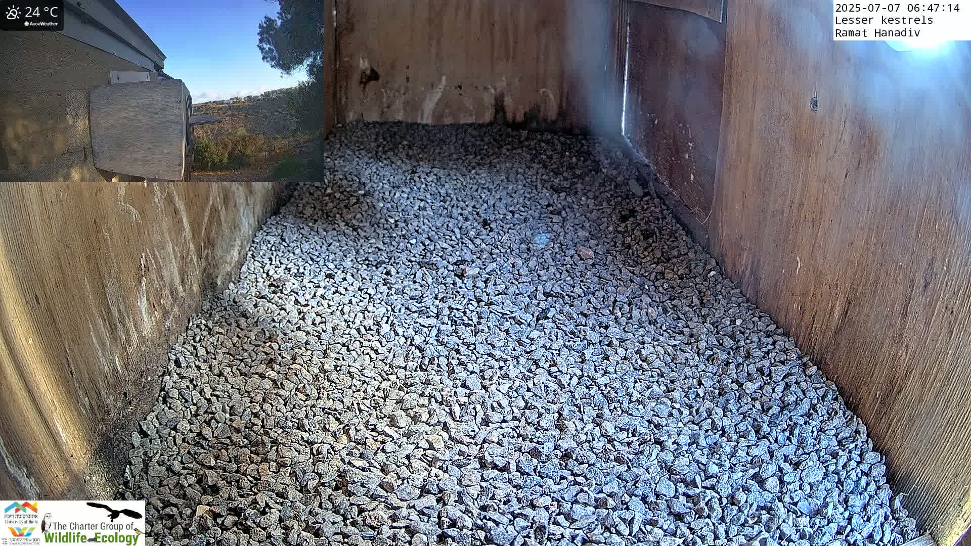 Ramat Hanadiv Plateau & Lesser Kestrel Feeding Live Cam - Ramat Hanadiv, Zikhron Ya'akov, Haifa, Israel