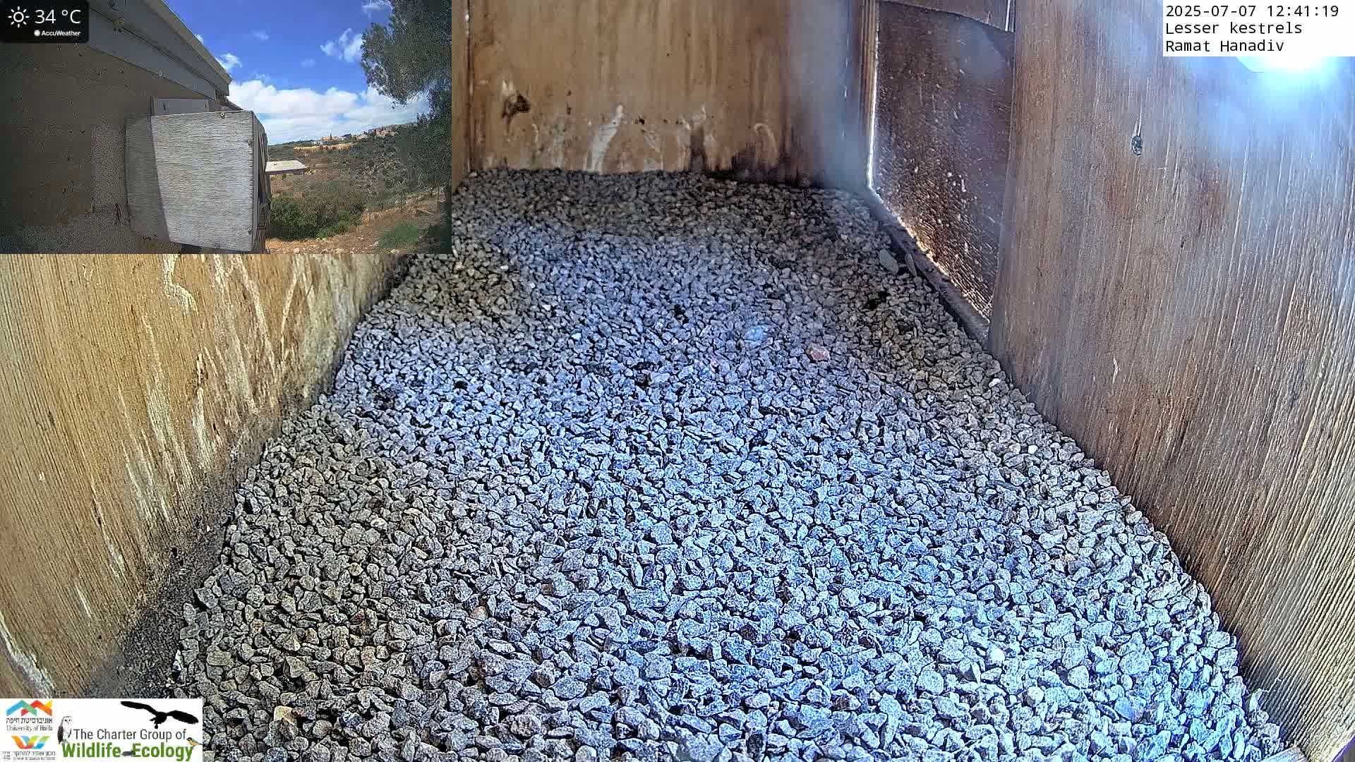 Ramat Hanadiv Plateau & Lesser Kestrel Feeding Live Cam - Ramat Hanadiv, Zikhron Ya'akov, Haifa, Israel