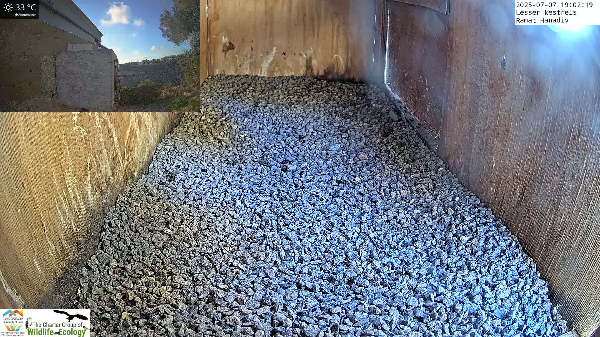 Ramat Hanadiv Plateau & Lesser Kestrel Feeding Live Cam - Ramat Hanadiv, Zikhron Ya'akov, Haifa, Israel