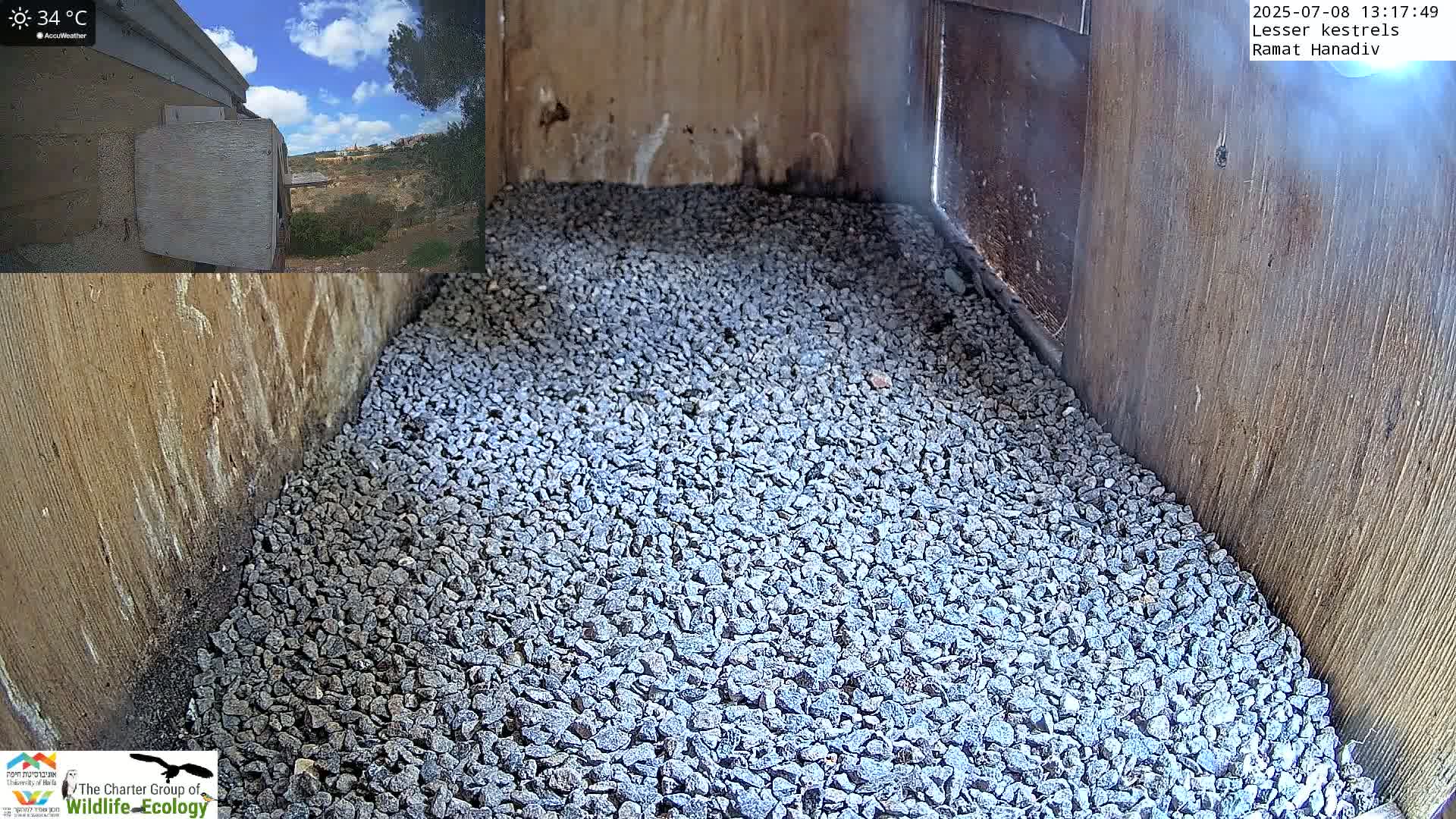 Ramat Hanadiv Plateau & Lesser Kestrel Feeding Live Cam - Ramat Hanadiv, Zikhron Ya'akov, Haifa, Israel