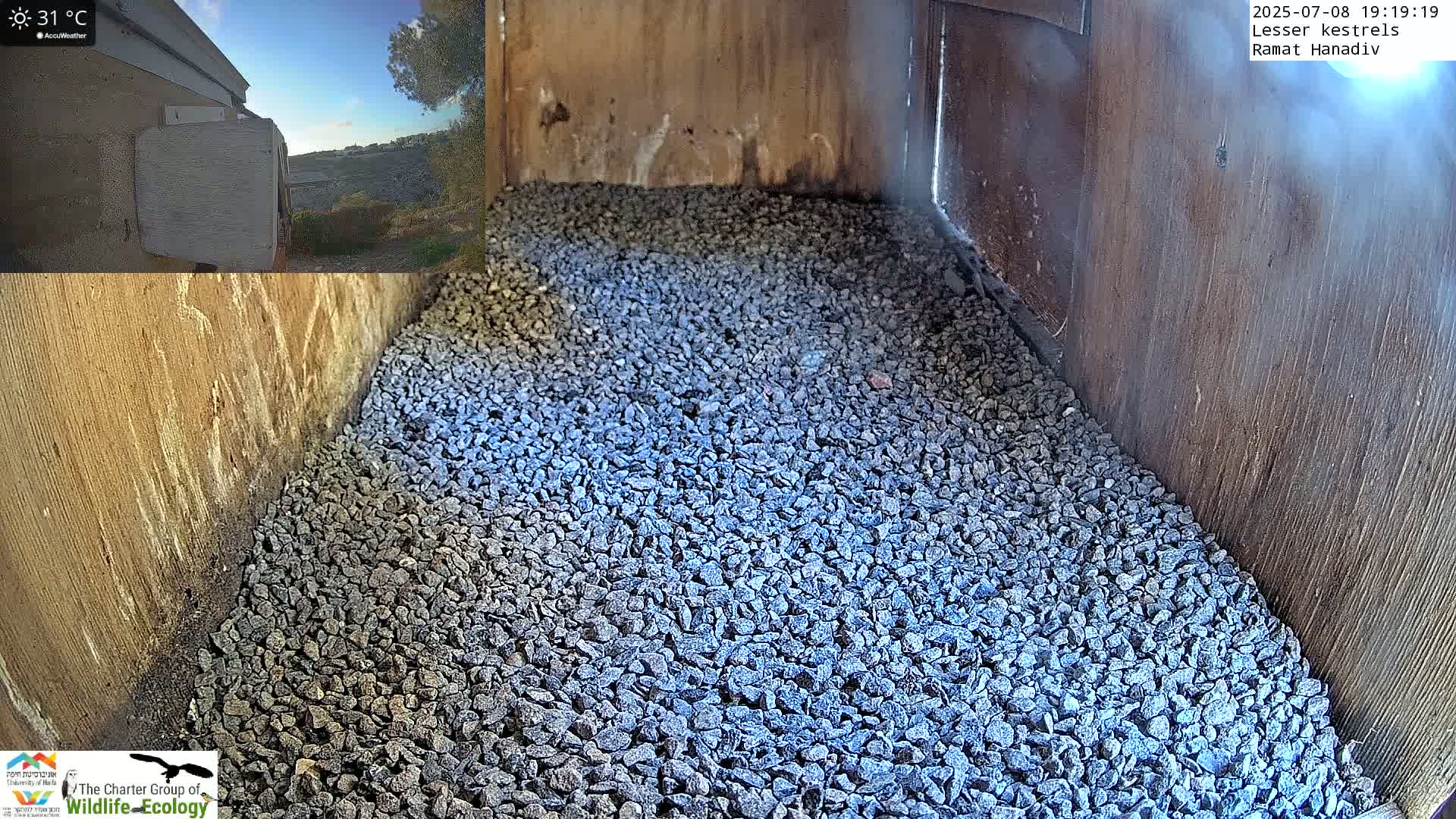 Ramat Hanadiv Plateau & Lesser Kestrel Feeding Live Cam - Ramat Hanadiv, Zikhron Ya'akov, Haifa, Israel