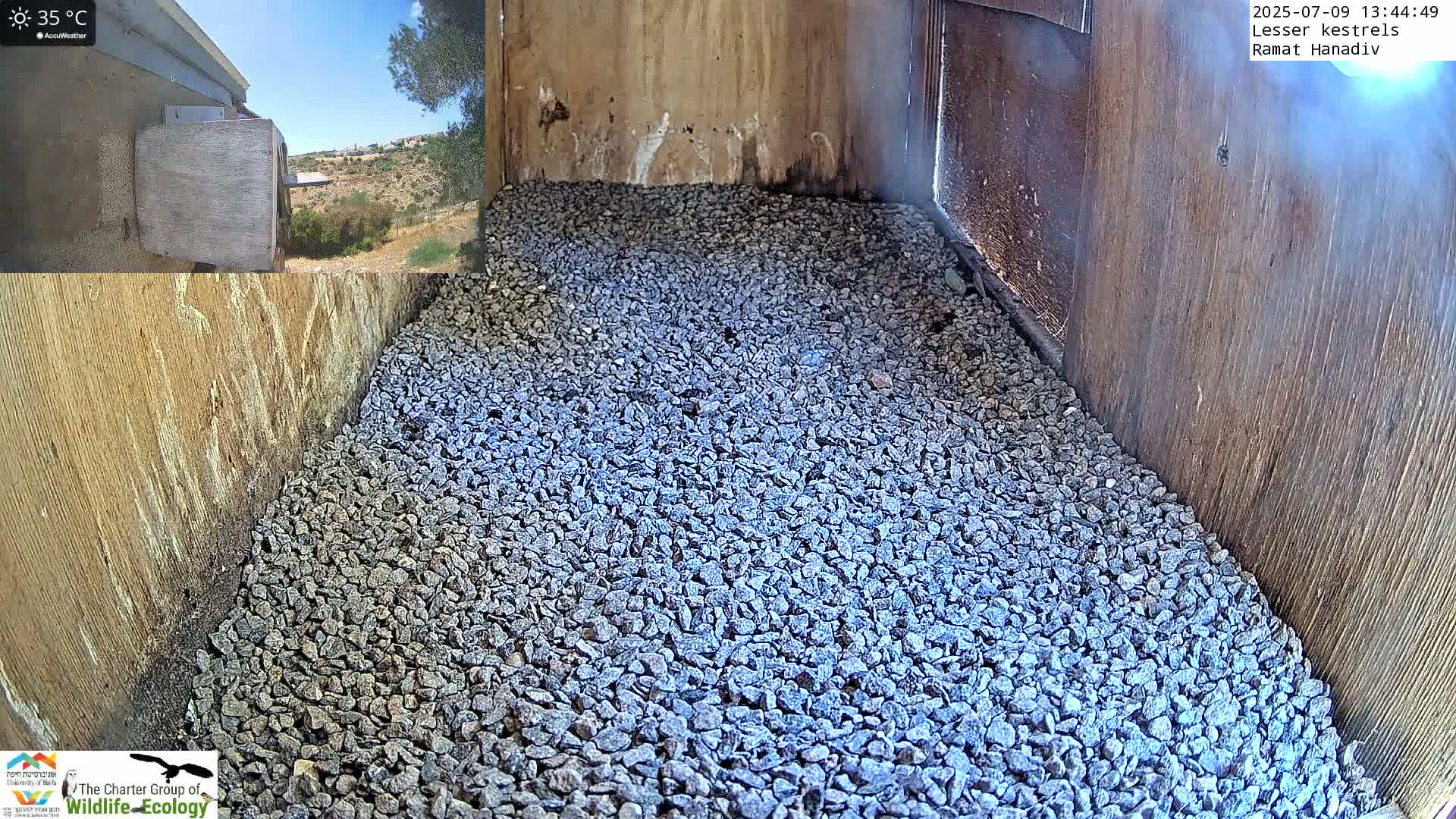 Ramat Hanadiv Plateau & Lesser Kestrel Feeding Live Cam - Ramat Hanadiv, Zikhron Ya'akov, Haifa, Israel
