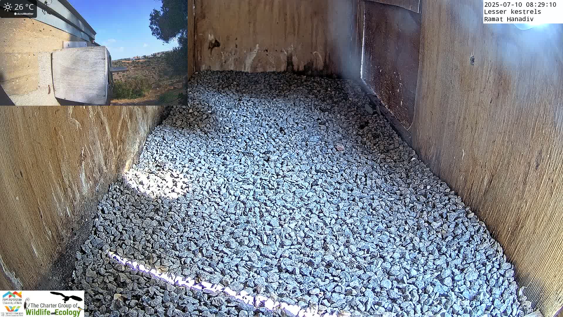 Ramat Hanadiv Plateau & Lesser Kestrel Feeding Live Cam - Ramat Hanadiv, Zikhron Ya'akov, Haifa, Israel