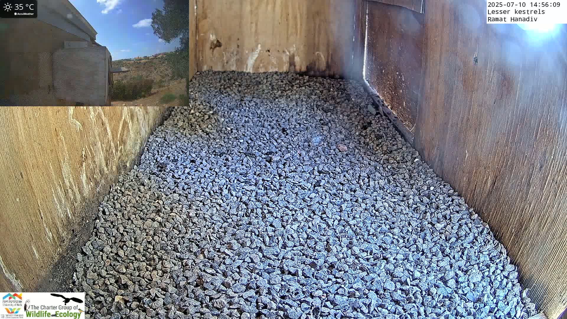 Ramat Hanadiv Plateau & Lesser Kestrel Feeding Live Cam - Ramat Hanadiv, Zikhron Ya'akov, Haifa, Israel