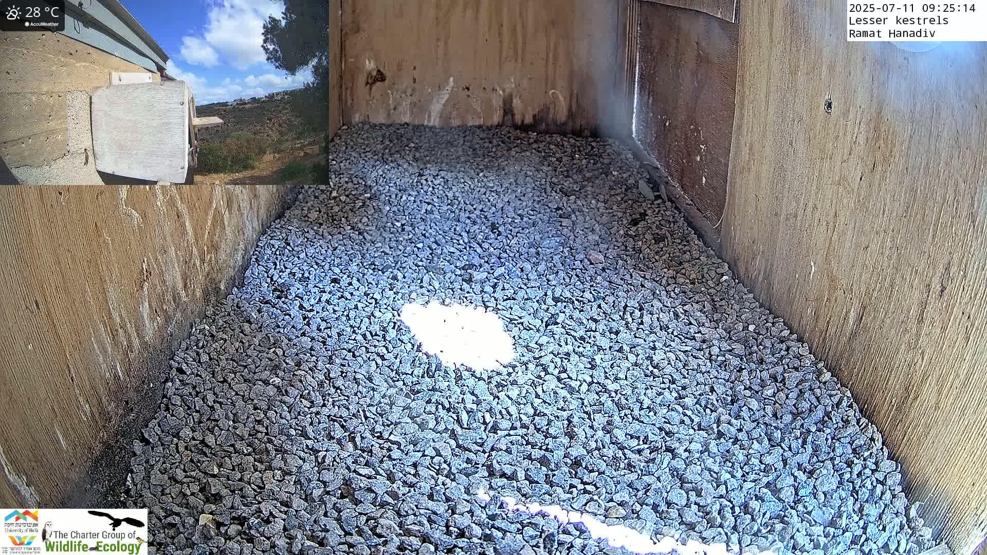 Ramat Hanadiv Plateau & Lesser Kestrel Feeding Live Cam - Ramat Hanadiv, Zikhron Ya'akov, Haifa, Israel