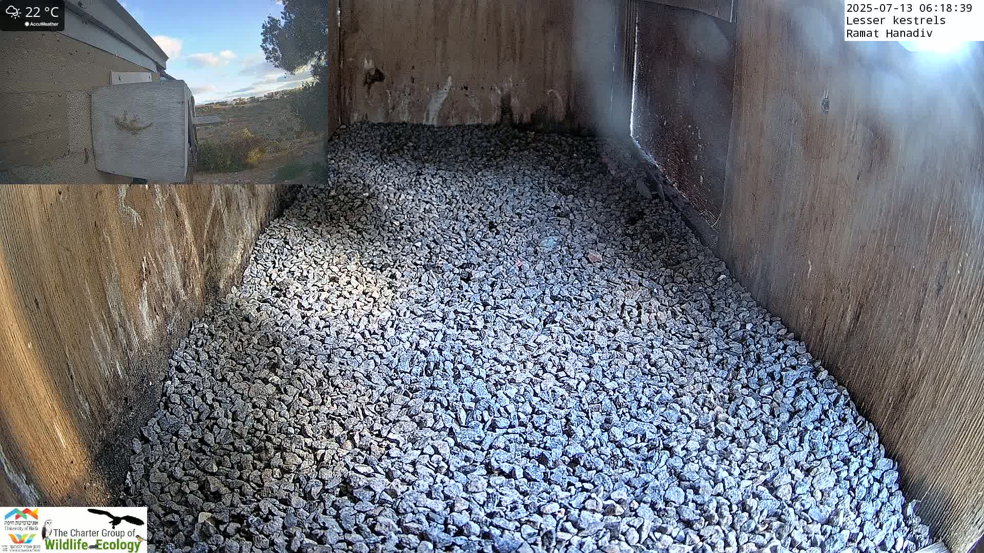 Ramat Hanadiv Plateau & Lesser Kestrel Feeding Live Cam - Ramat Hanadiv, Zikhron Ya'akov, Haifa, Israel