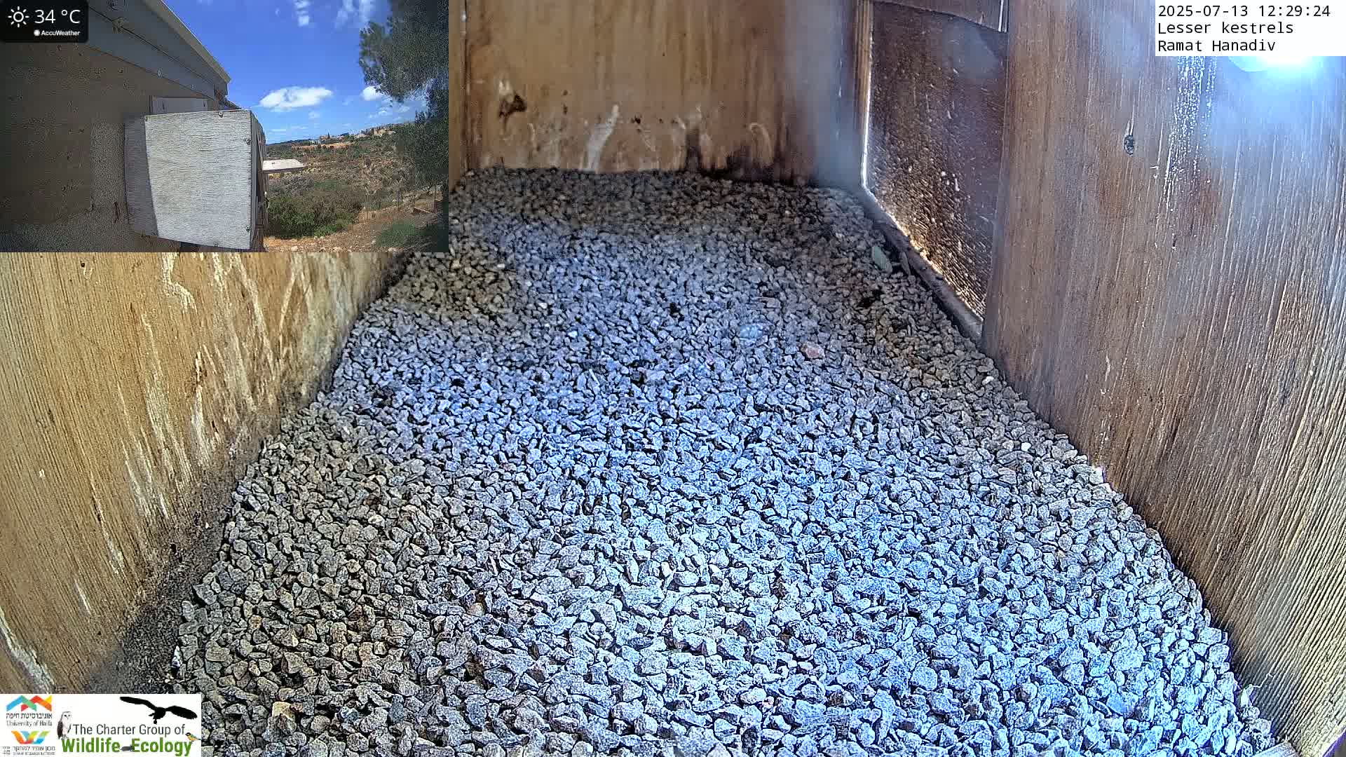 Ramat Hanadiv Plateau & Lesser Kestrel Feeding Live Cam - Ramat Hanadiv, Zikhron Ya'akov, Haifa, Israel