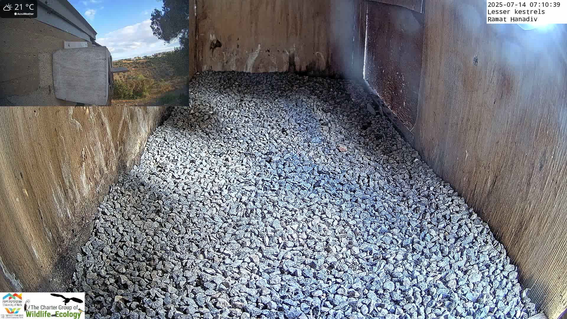 Ramat Hanadiv Plateau & Lesser Kestrel Feeding Live Cam - Ramat Hanadiv, Zikhron Ya'akov, Haifa, Israel