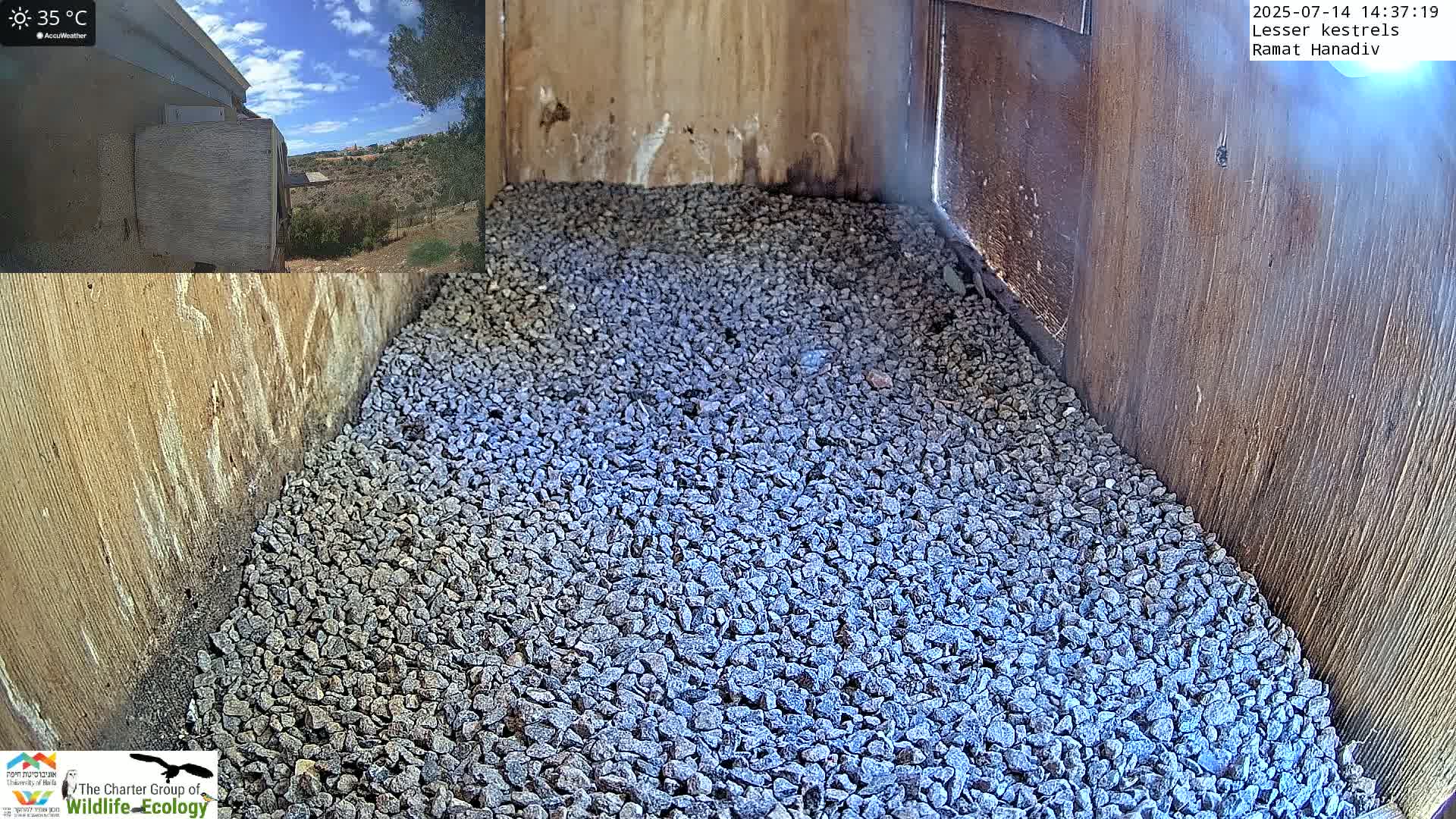 Ramat Hanadiv Plateau & Lesser Kestrel Feeding Live Cam - Ramat Hanadiv, Zikhron Ya'akov, Haifa, Israel