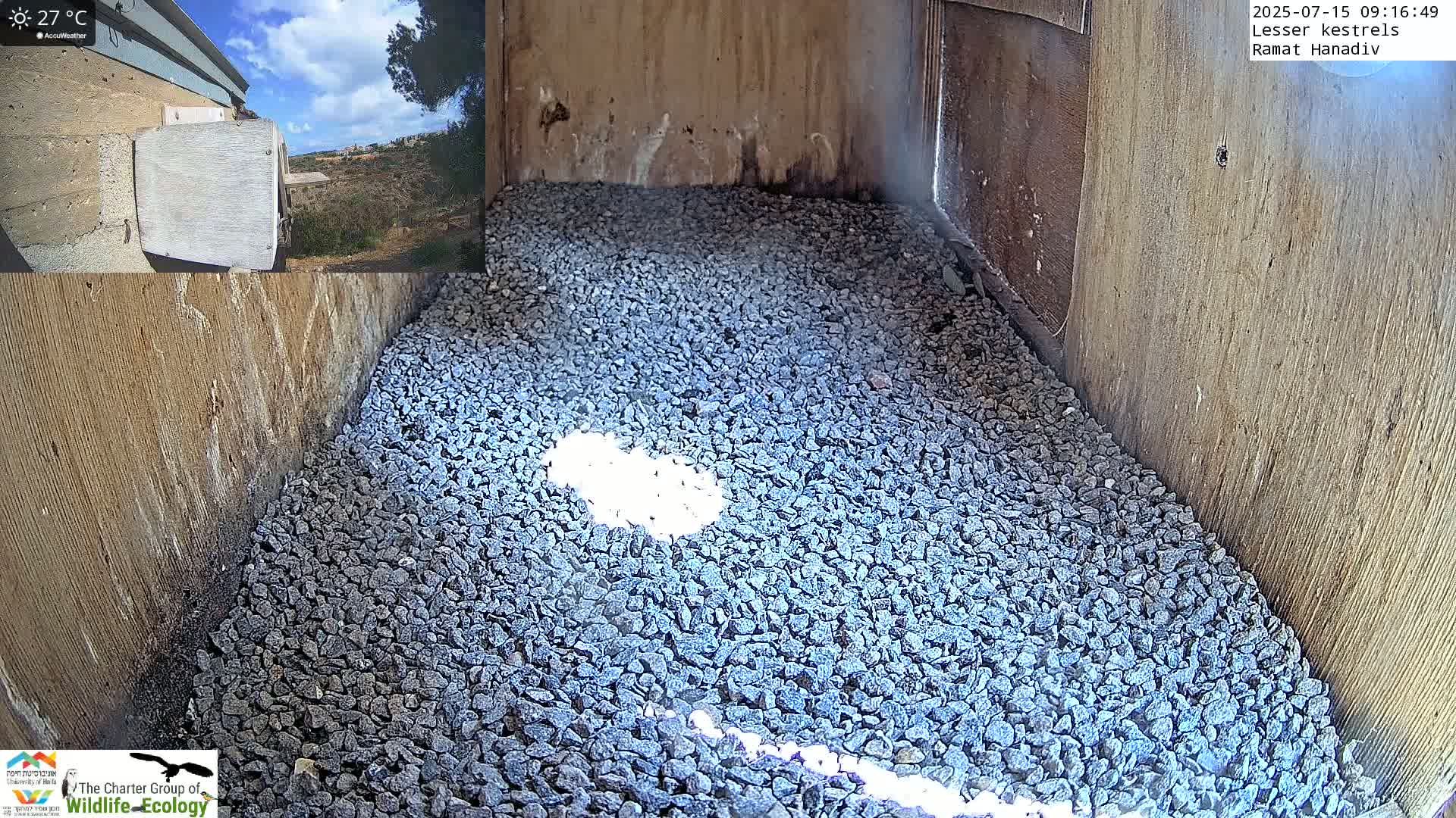 Ramat Hanadiv Plateau & Lesser Kestrel Feeding Live Cam - Ramat Hanadiv, Zikhron Ya'akov, Haifa, Israel