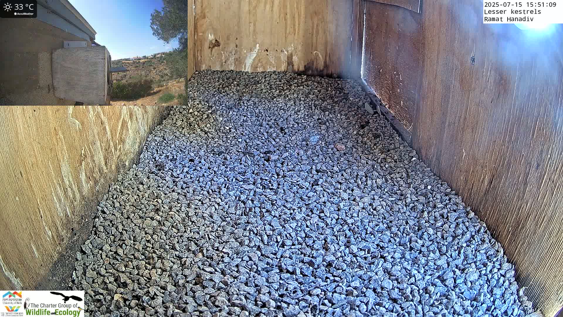 Ramat Hanadiv Plateau & Lesser Kestrel Feeding Live Cam - Ramat Hanadiv, Zikhron Ya'akov, Haifa, Israel