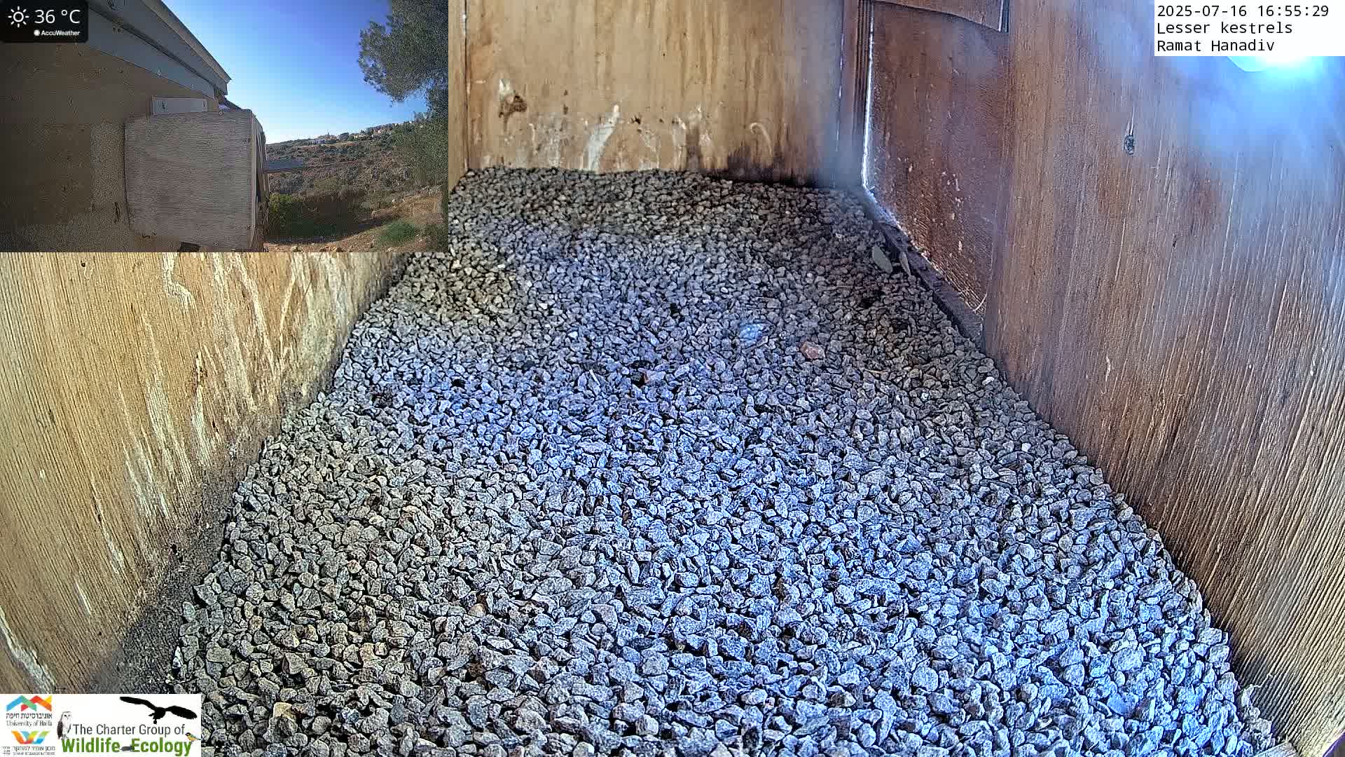 Ramat Hanadiv Plateau & Lesser Kestrel Feeding Live Cam - Ramat Hanadiv, Zikhron Ya'akov, Haifa, Israel