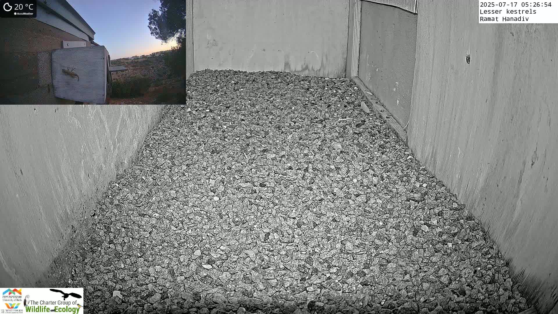 Ramat Hanadiv Plateau & Lesser Kestrel Feeding Live Cam - Ramat Hanadiv, Zikhron Ya'akov, Haifa, Israel
