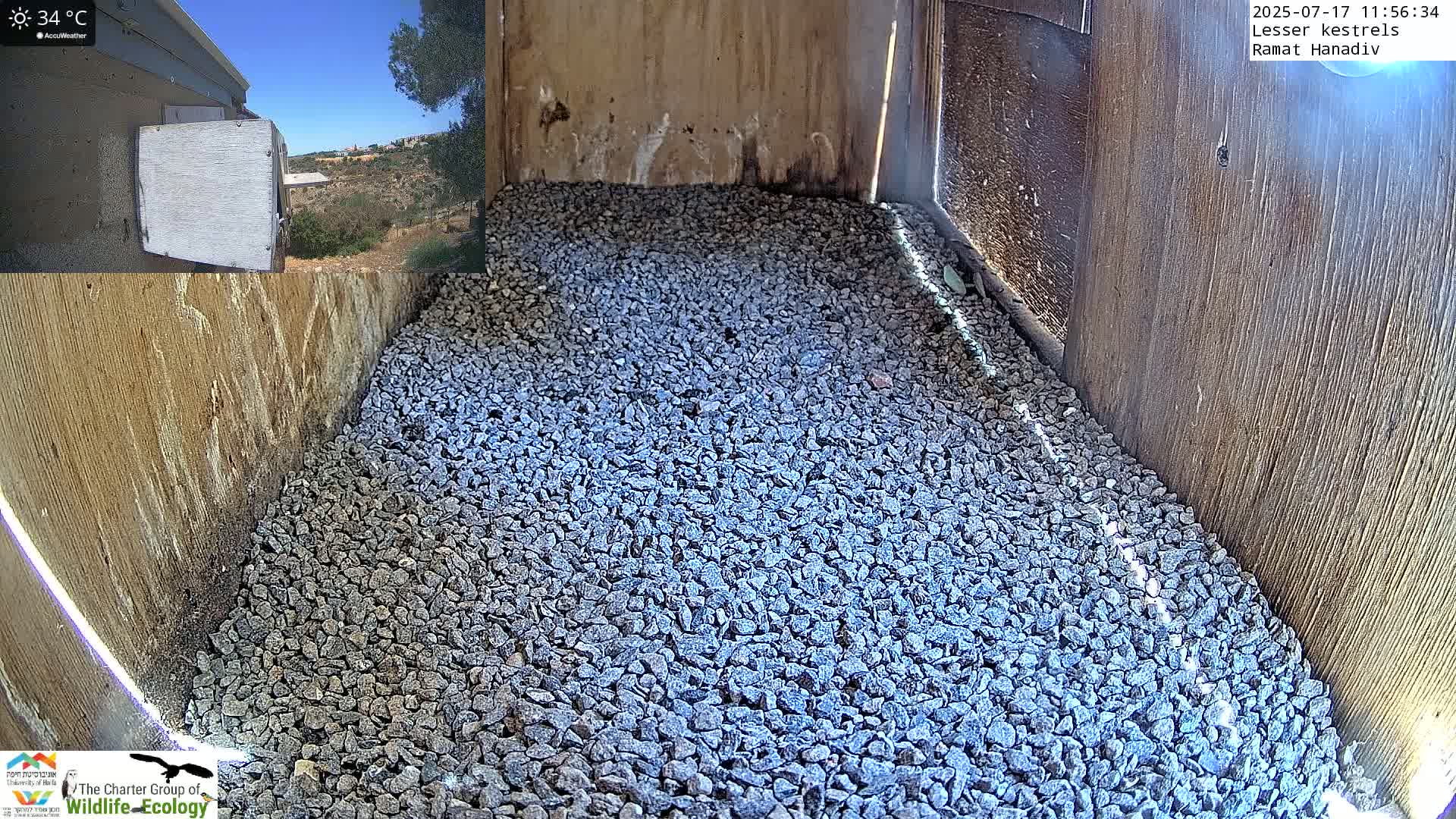 Ramat Hanadiv Plateau & Lesser Kestrel Feeding Live Cam - Ramat Hanadiv, Zikhron Ya'akov, Haifa, Israel