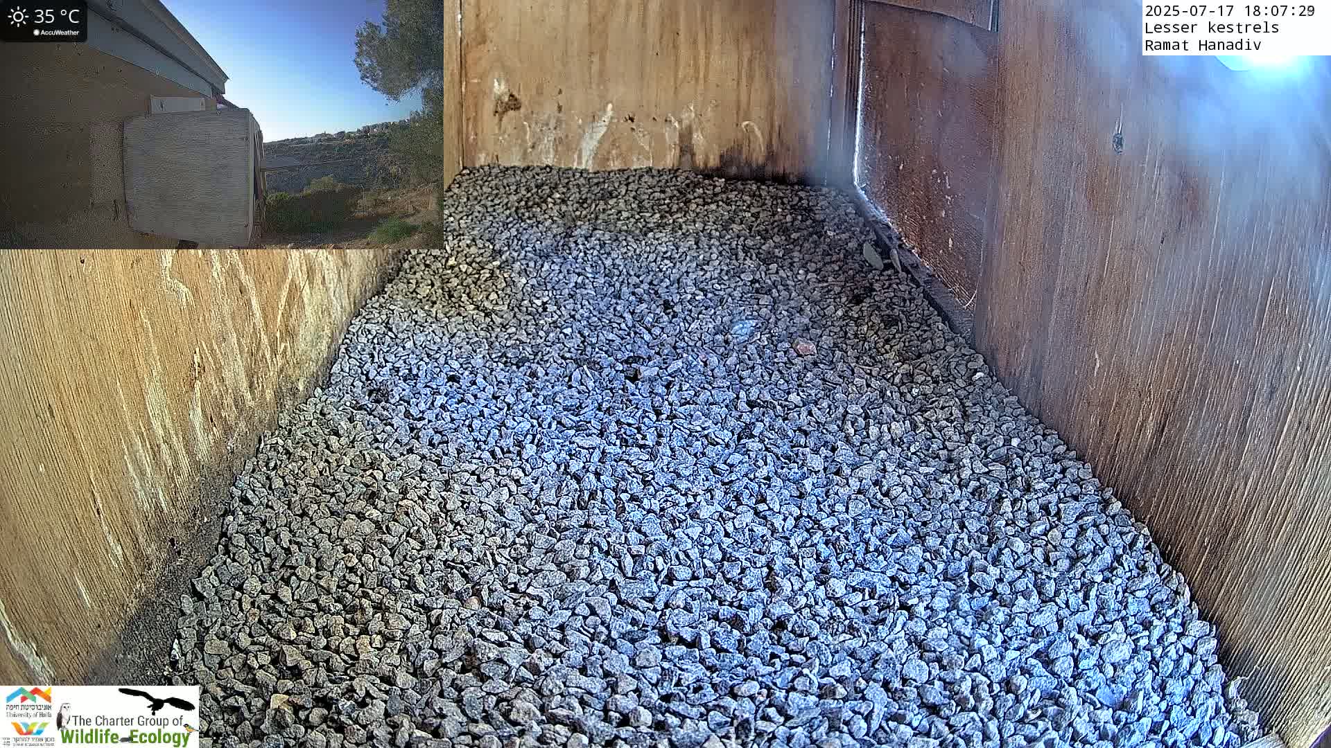 Ramat Hanadiv Plateau & Lesser Kestrel Feeding Live Cam - Ramat Hanadiv, Zikhron Ya'akov, Haifa, Israel