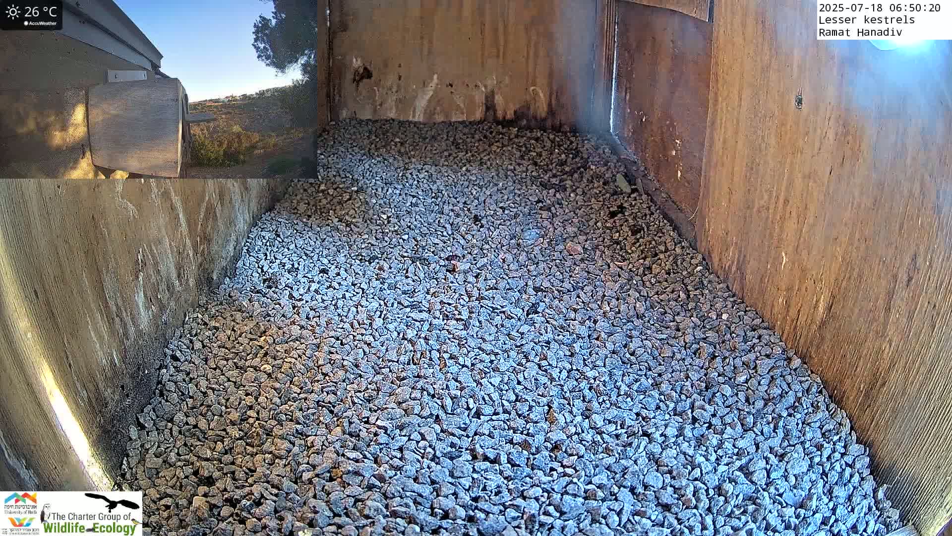 Ramat Hanadiv Plateau & Lesser Kestrel Feeding Live Cam - Ramat Hanadiv, Zikhron Ya'akov, Haifa, Israel