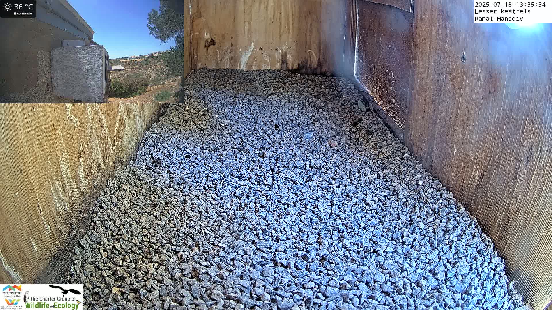 Ramat Hanadiv Plateau & Lesser Kestrel Feeding Live Cam - Ramat Hanadiv, Zikhron Ya'akov, Haifa, Israel