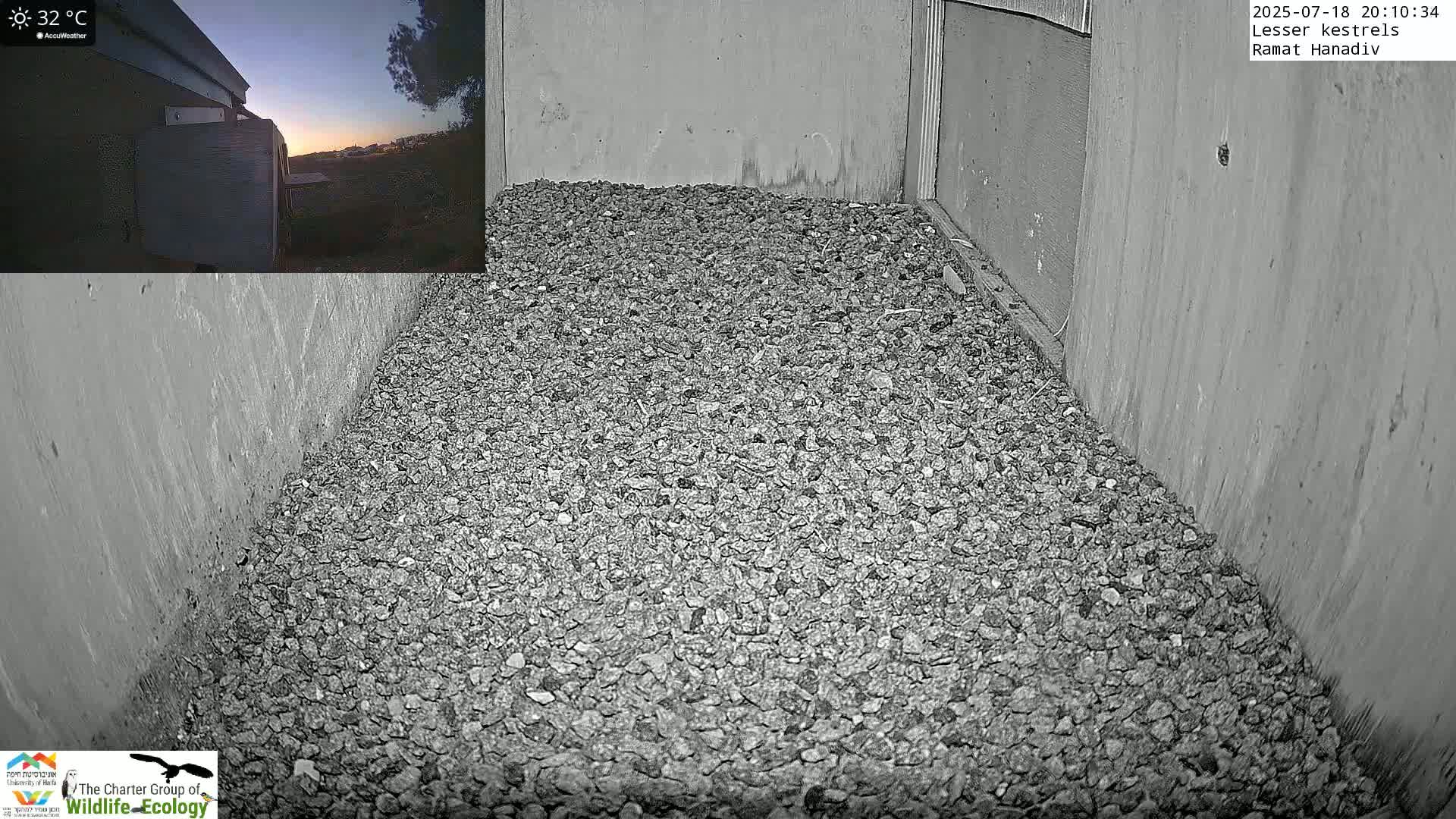 Ramat Hanadiv Plateau & Lesser Kestrel Feeding Live Cam - Ramat Hanadiv, Zikhron Ya'akov, Haifa, Israel