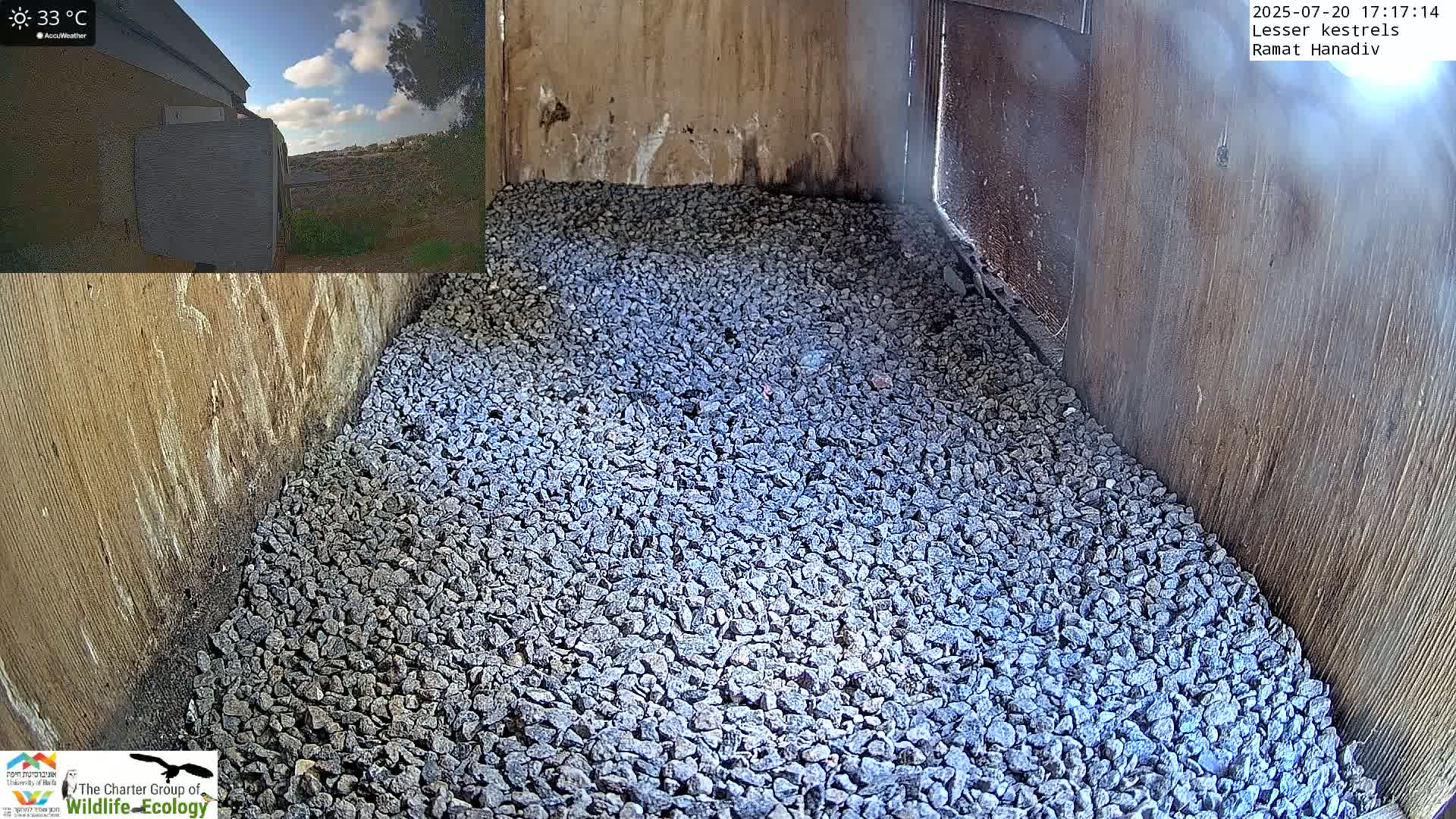 Ramat Hanadiv Plateau & Lesser Kestrel Feeding Live Cam - Ramat Hanadiv, Zikhron Ya'akov, Haifa, Israel