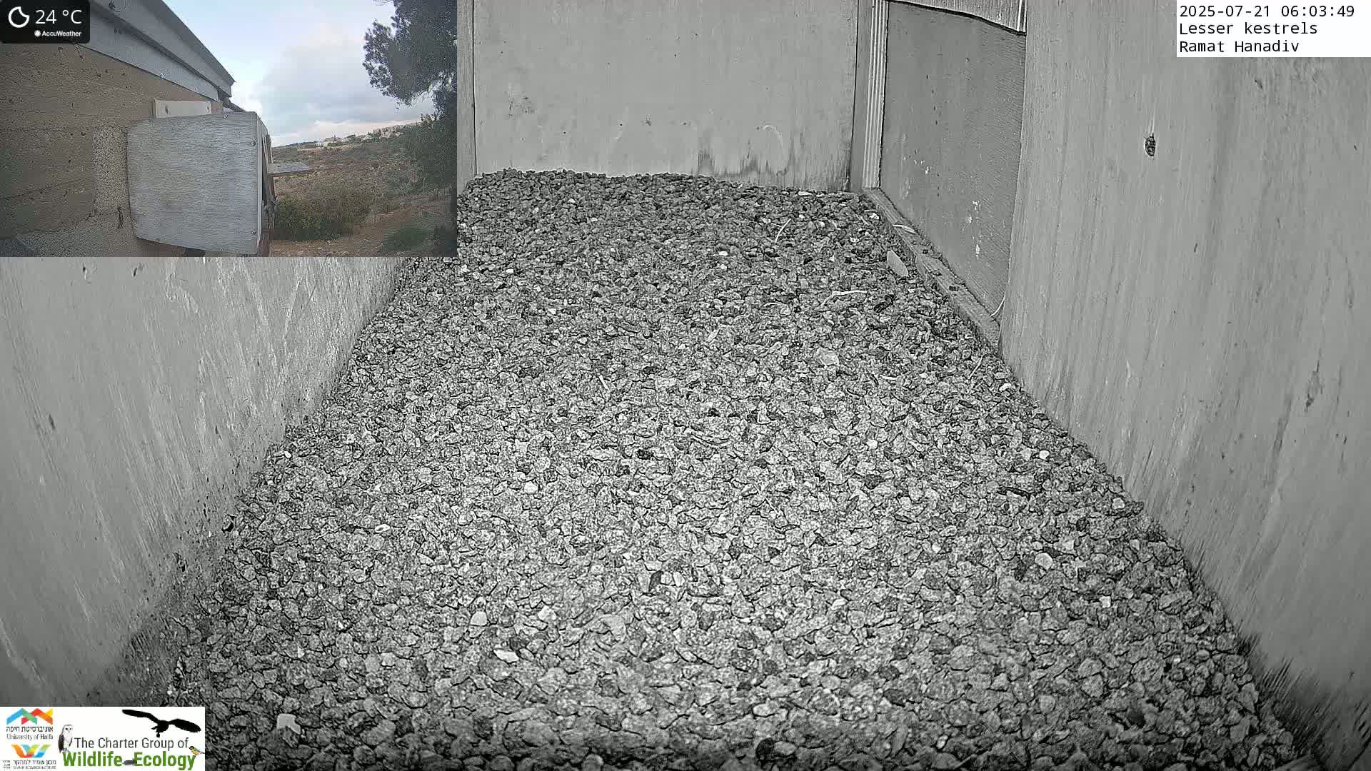 Ramat Hanadiv Plateau & Lesser Kestrel Feeding Live Cam - Ramat Hanadiv, Zikhron Ya'akov, Haifa, Israel