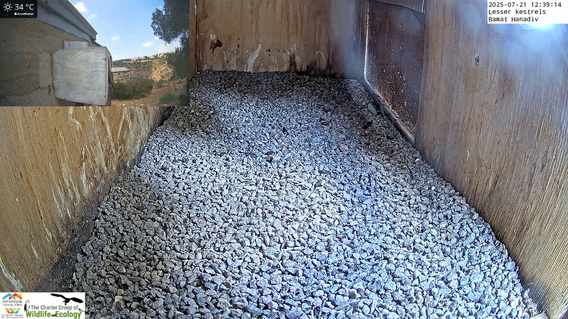 Ramat Hanadiv Plateau & Lesser Kestrel Feeding Live Cam - Ramat Hanadiv, Zikhron Ya'akov, Haifa, Israel