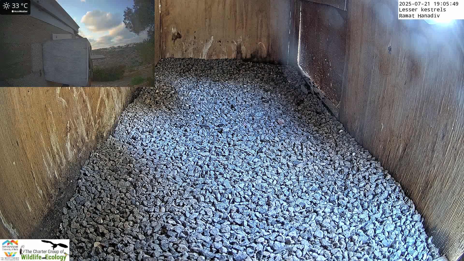 Ramat Hanadiv Plateau & Lesser Kestrel Feeding Live Cam - Ramat Hanadiv, Zikhron Ya'akov, Haifa, Israel