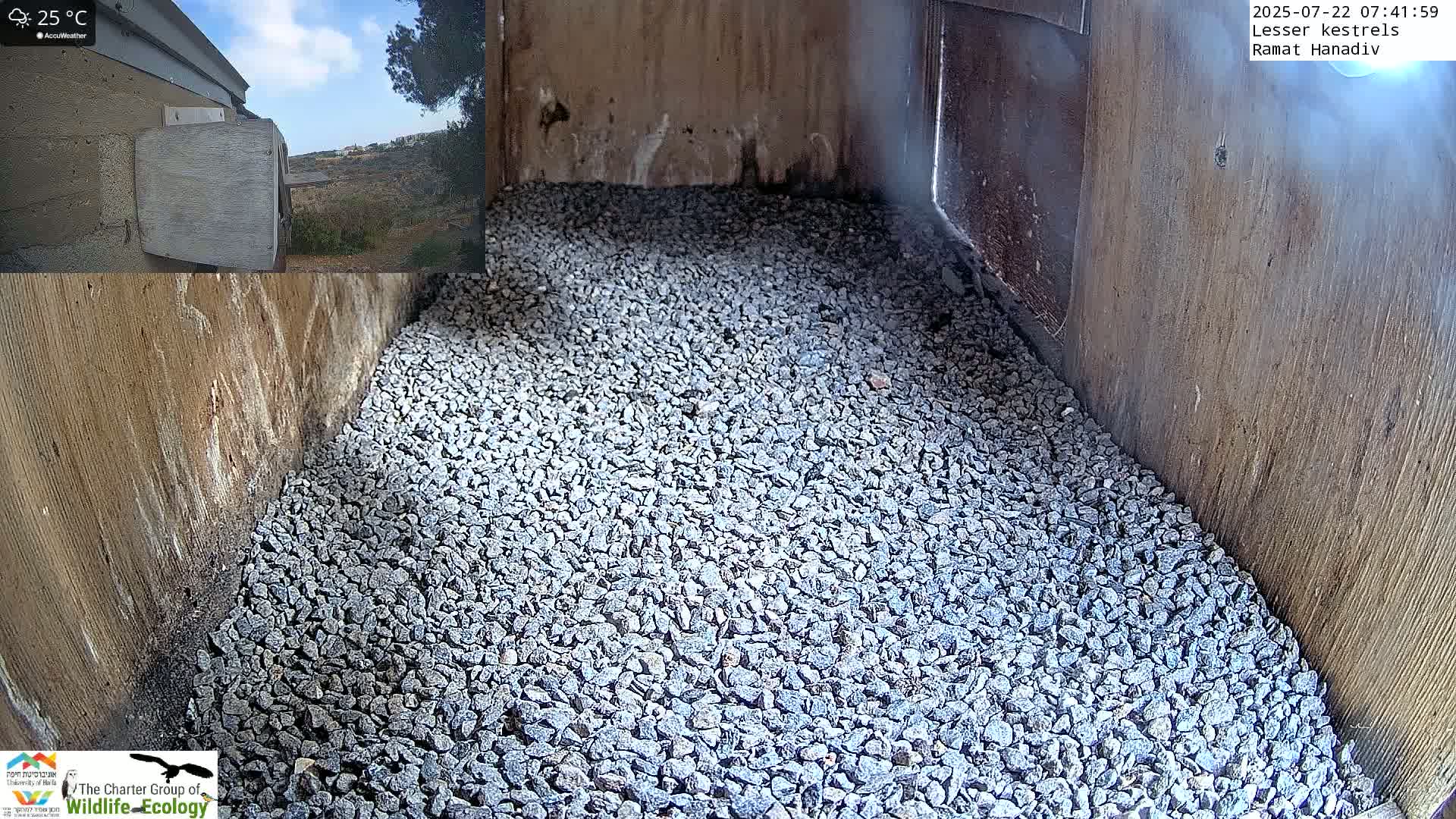 Ramat Hanadiv Plateau & Lesser Kestrel Feeding Live Cam - Ramat Hanadiv, Zikhron Ya'akov, Haifa, Israel
